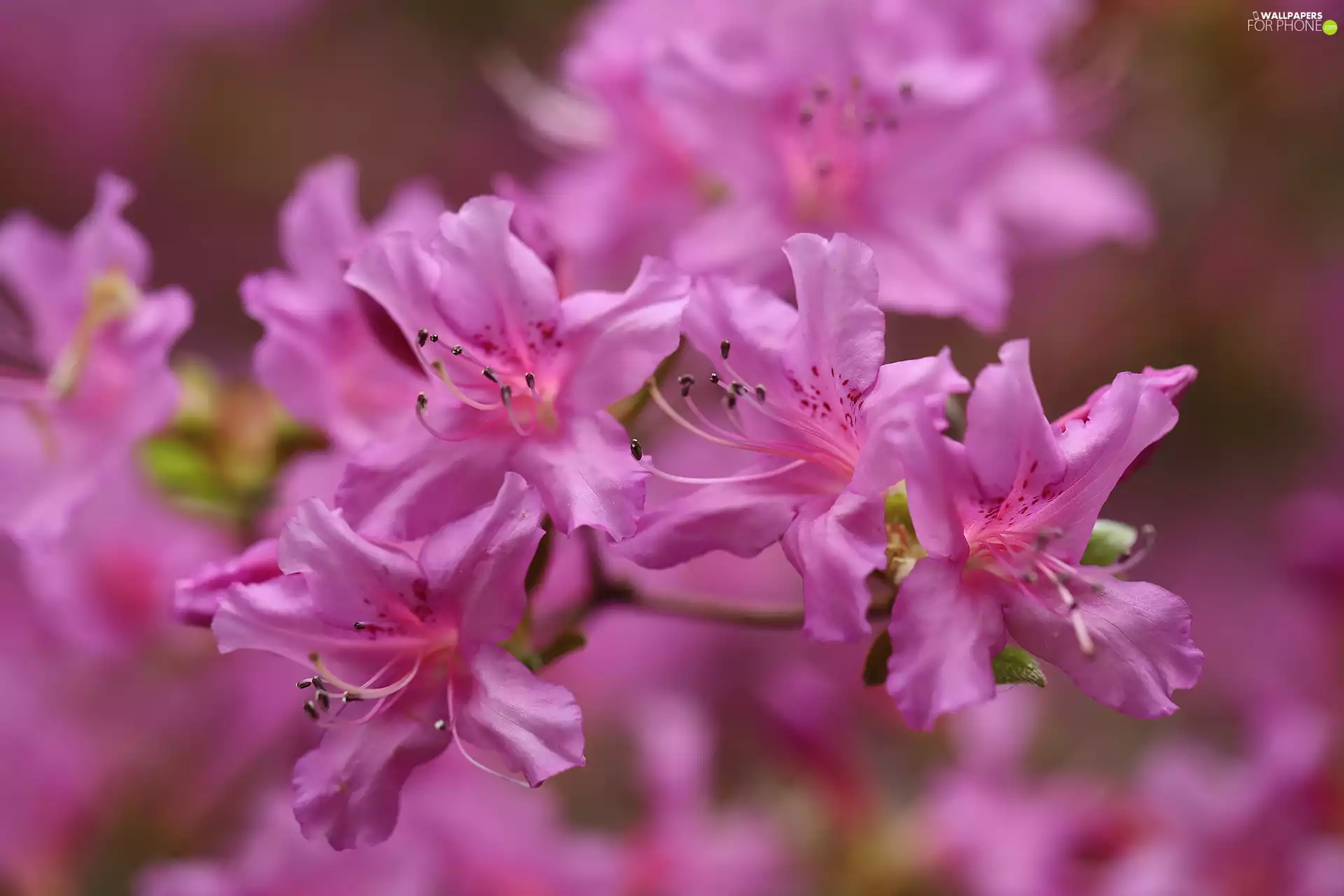 rhododendron, Pink, Azaleas