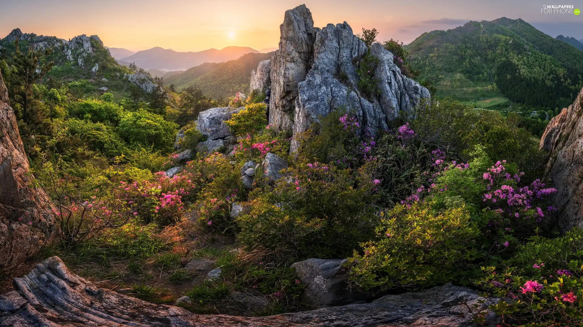 rocks, Sunrise, Flowers, rhododendron, Bush, Mountains