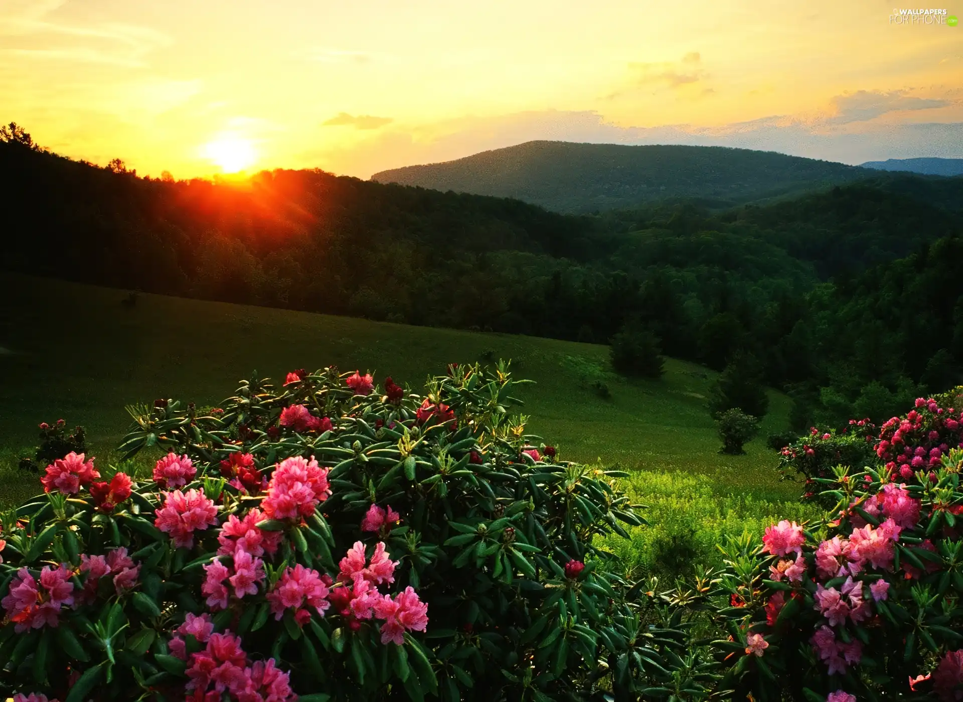 west, The Hills, Rhododendrons, sun