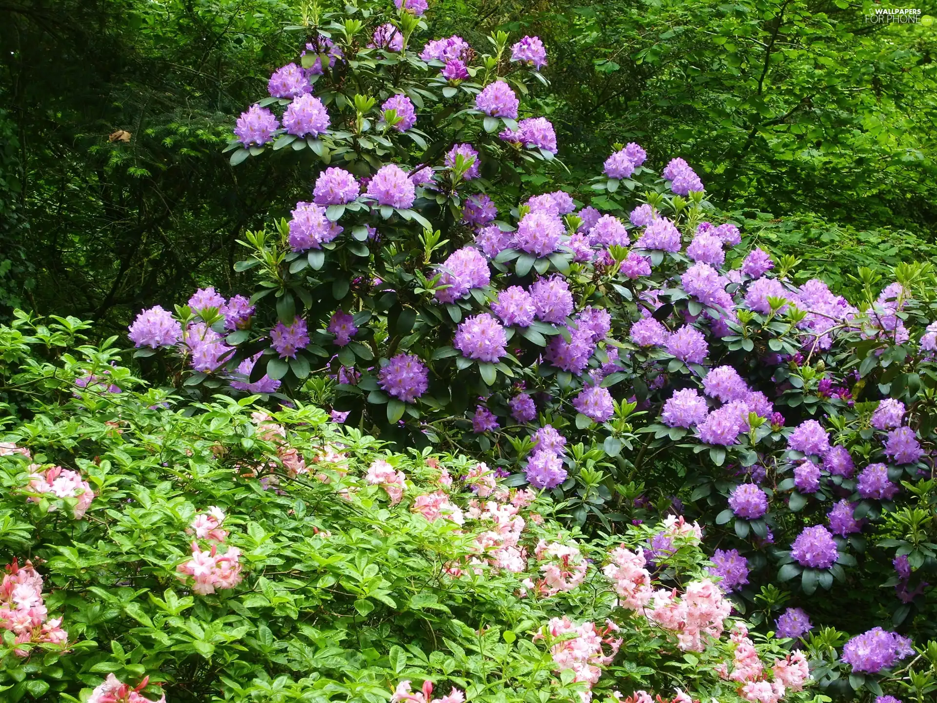 Rhododendrons