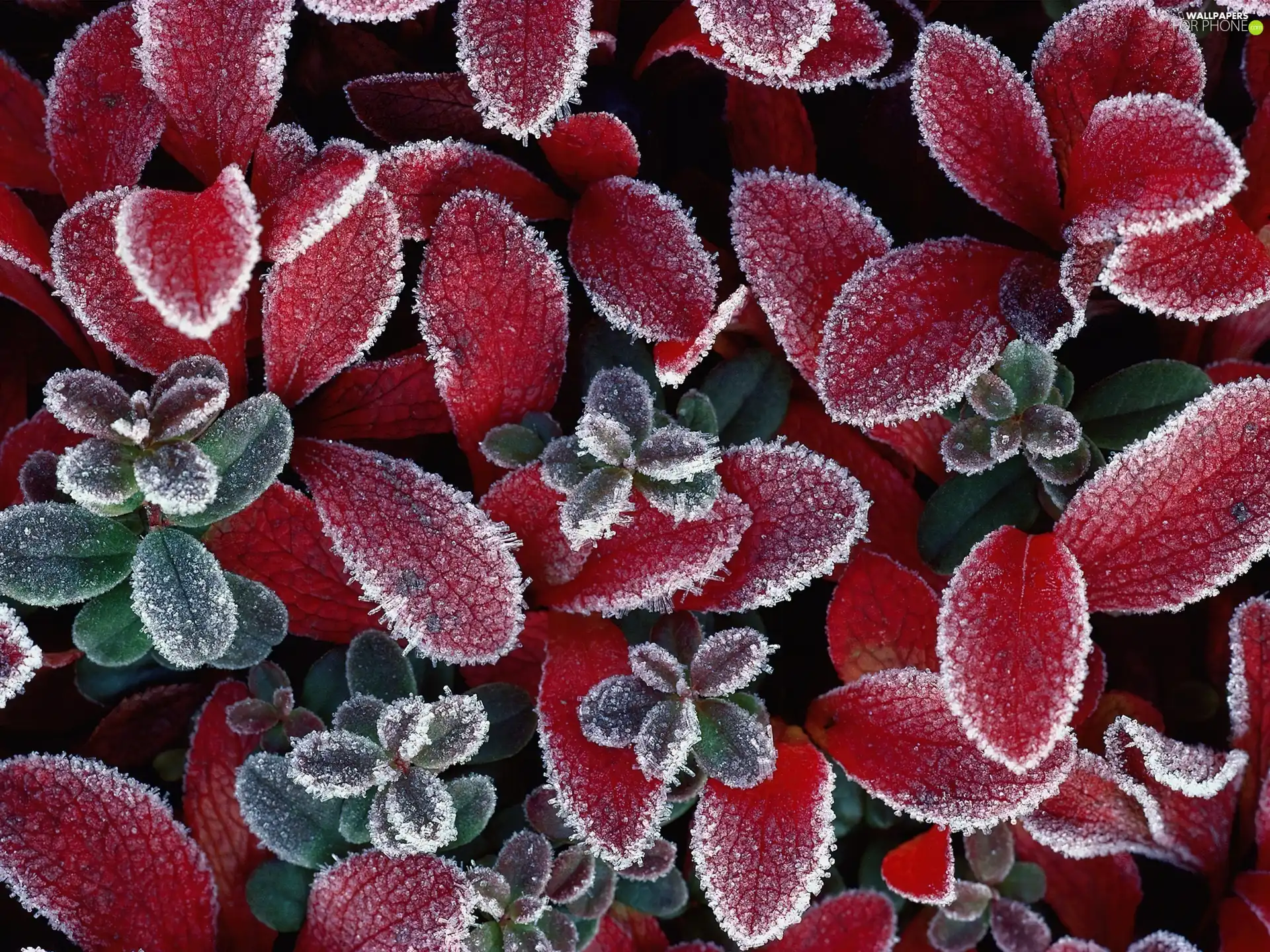 rime, Red, foliage