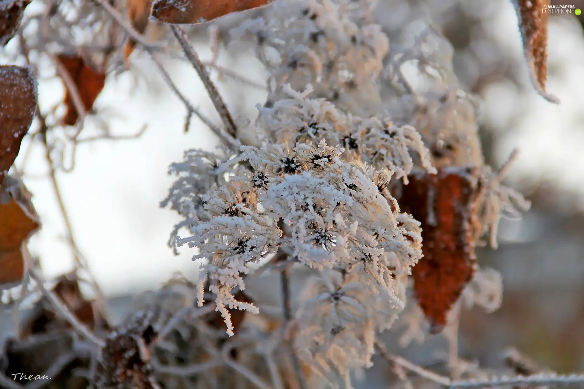 Plants, Frost, rime, winter