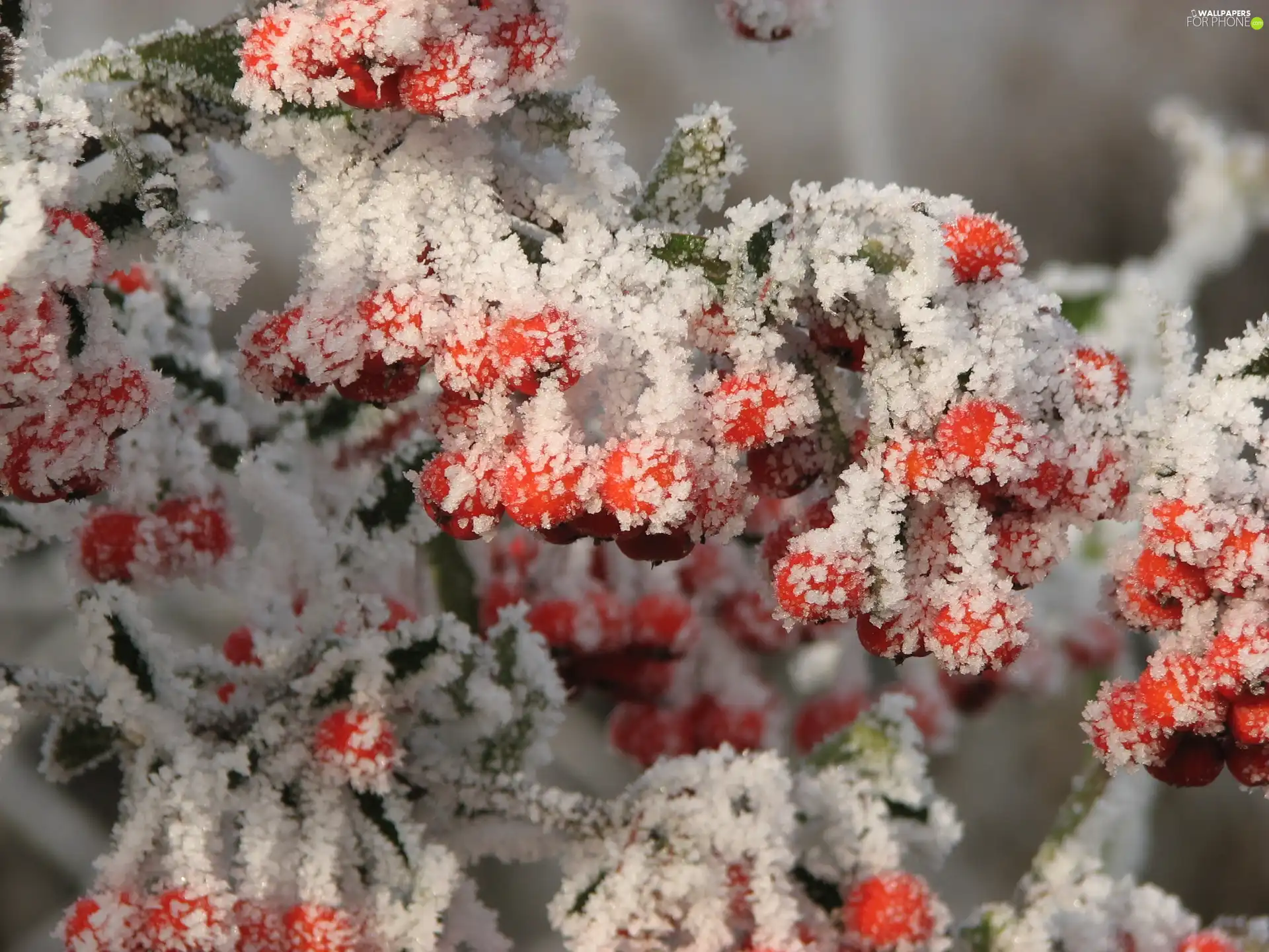 rime, glimmer, scarlet