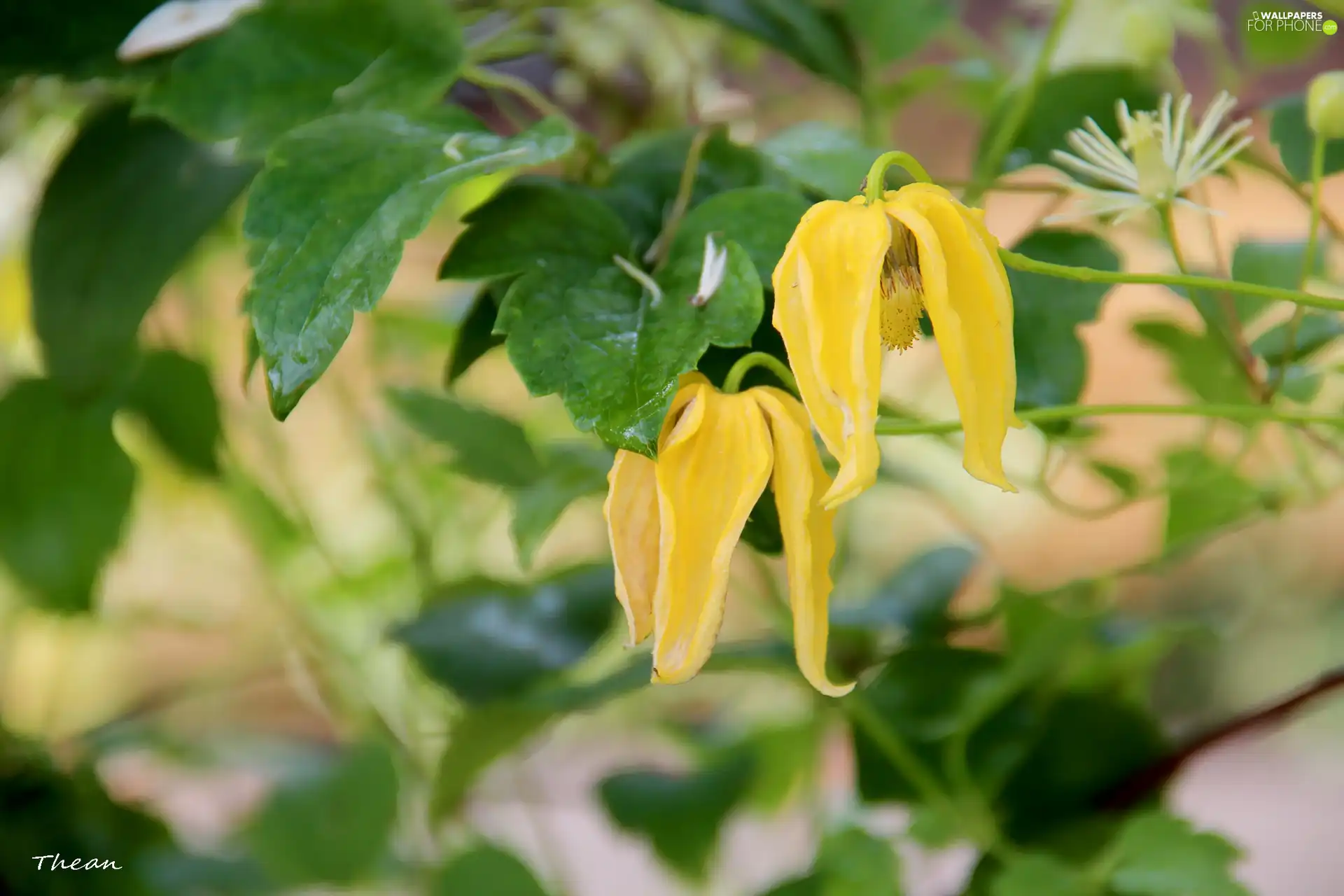 ringtones, Yellow, Flowers