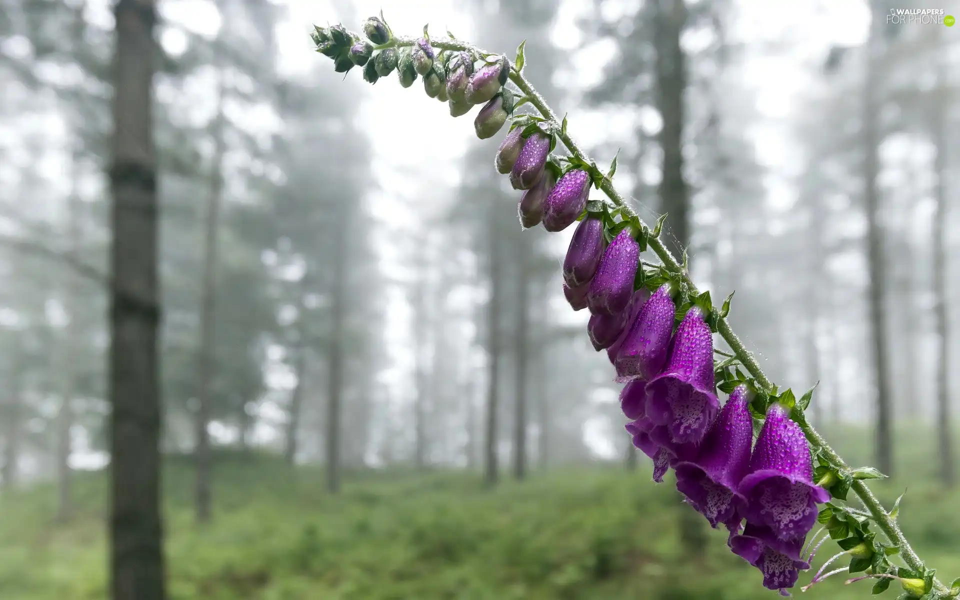 ringtones, purple, forester