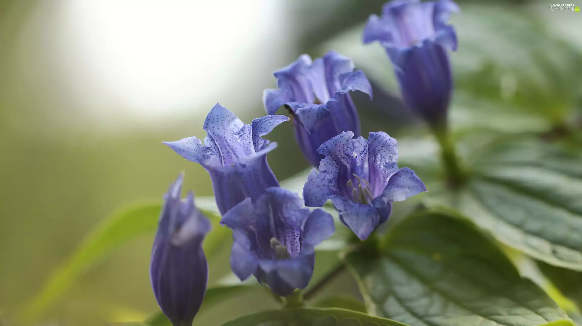 ringtones, Flowers, purple