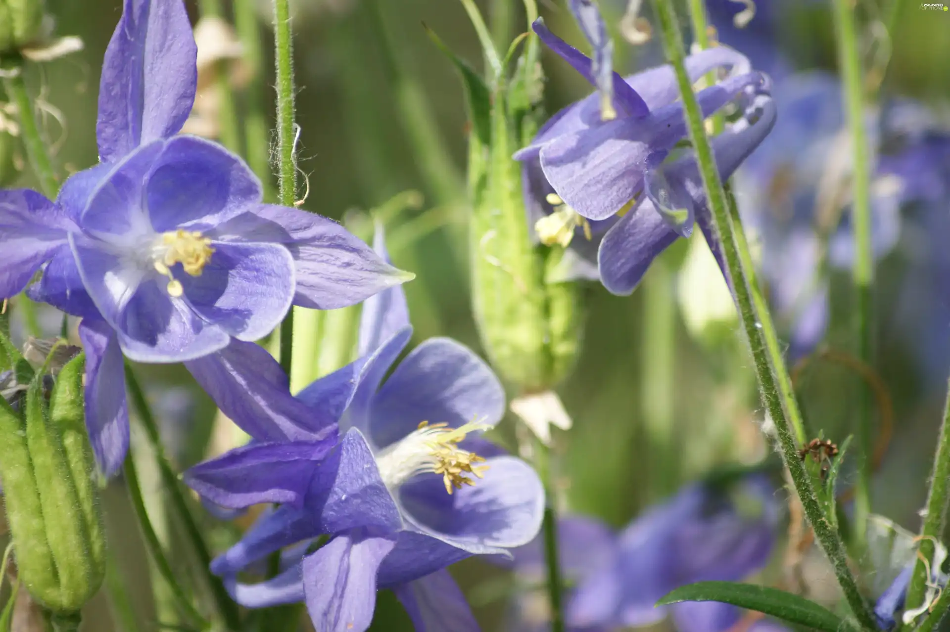 Columbines, Flowers, purple