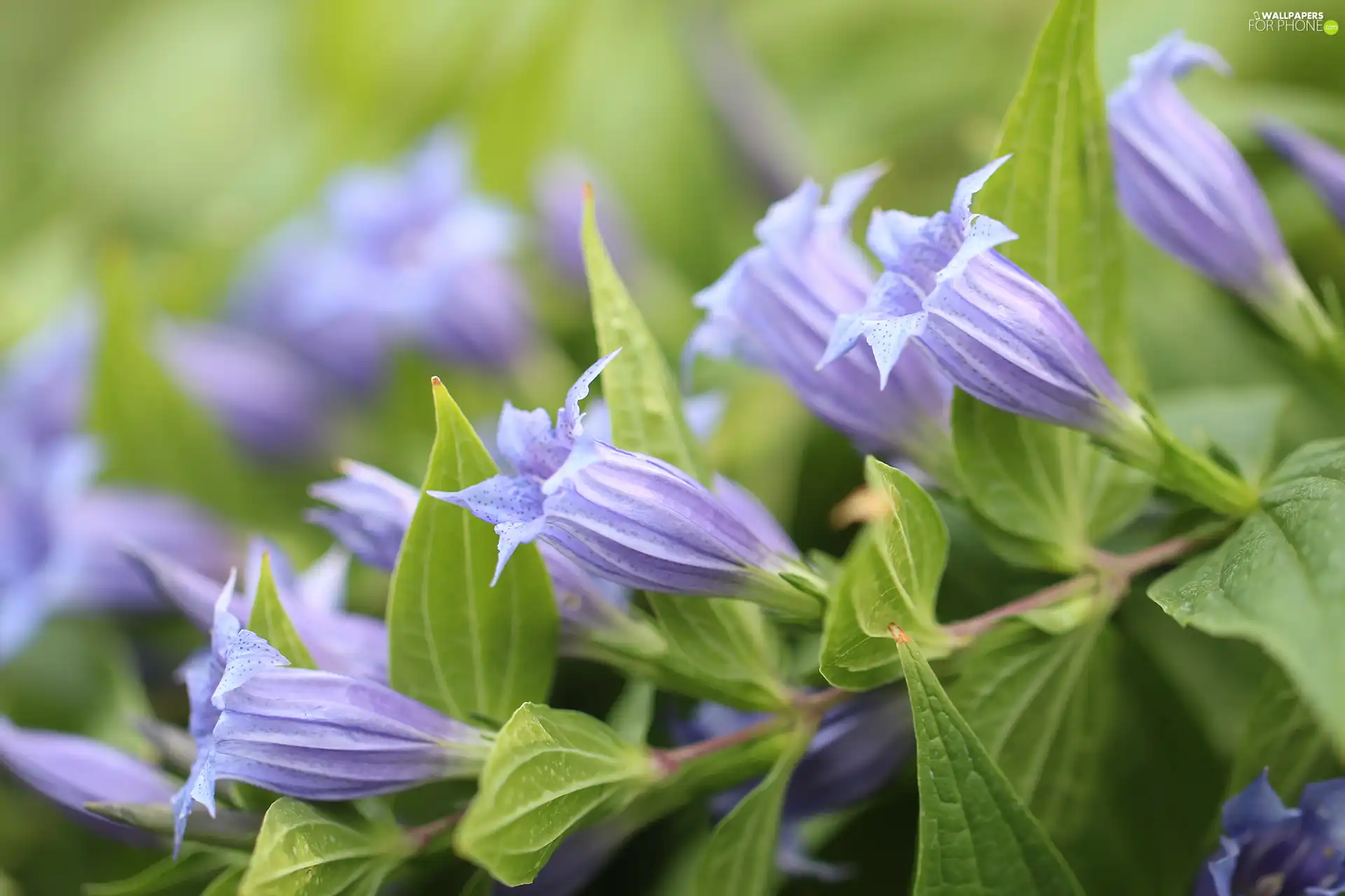 purple, Flowers, leaves, ringtones