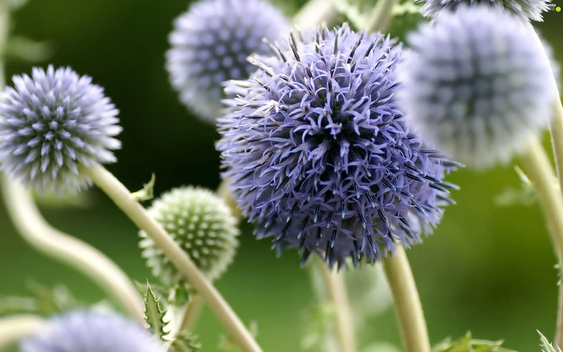 Flowers, Echinops Ritro