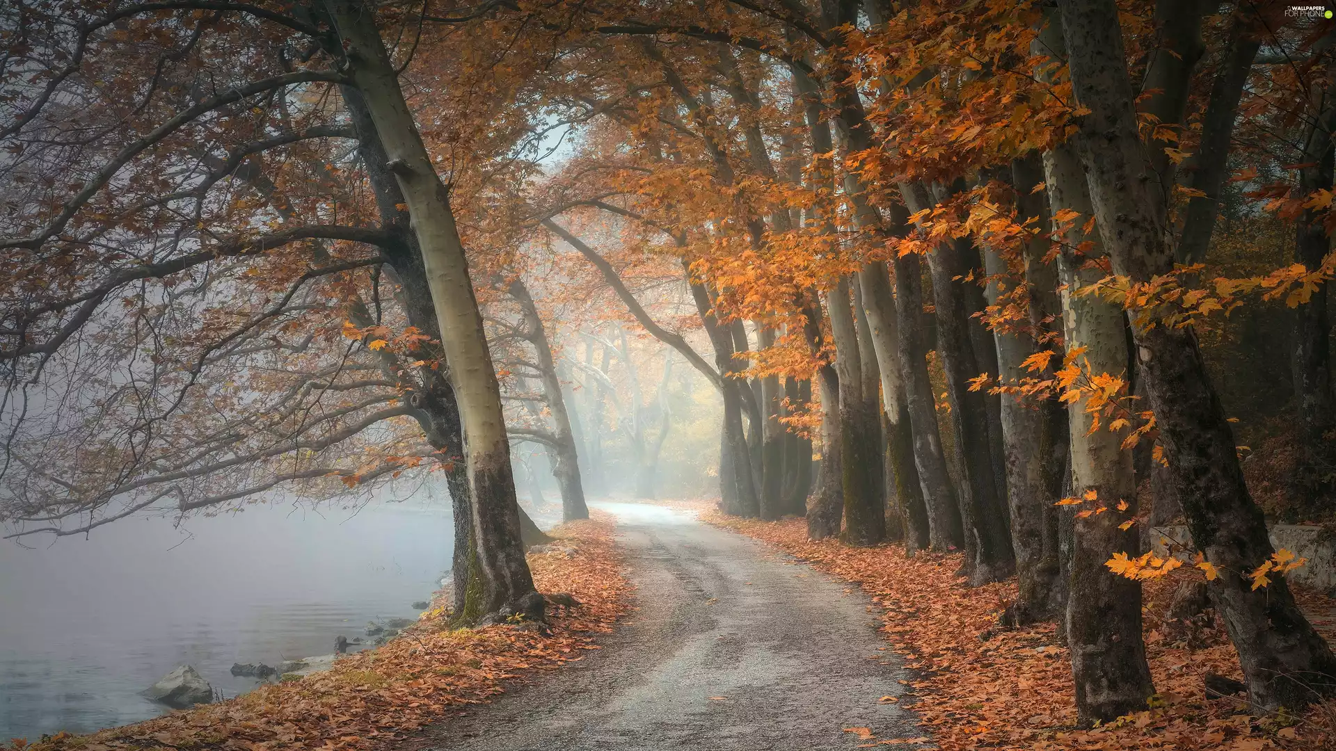 Fog, trees, autumn, viewes, Leaf, Path, forest, River