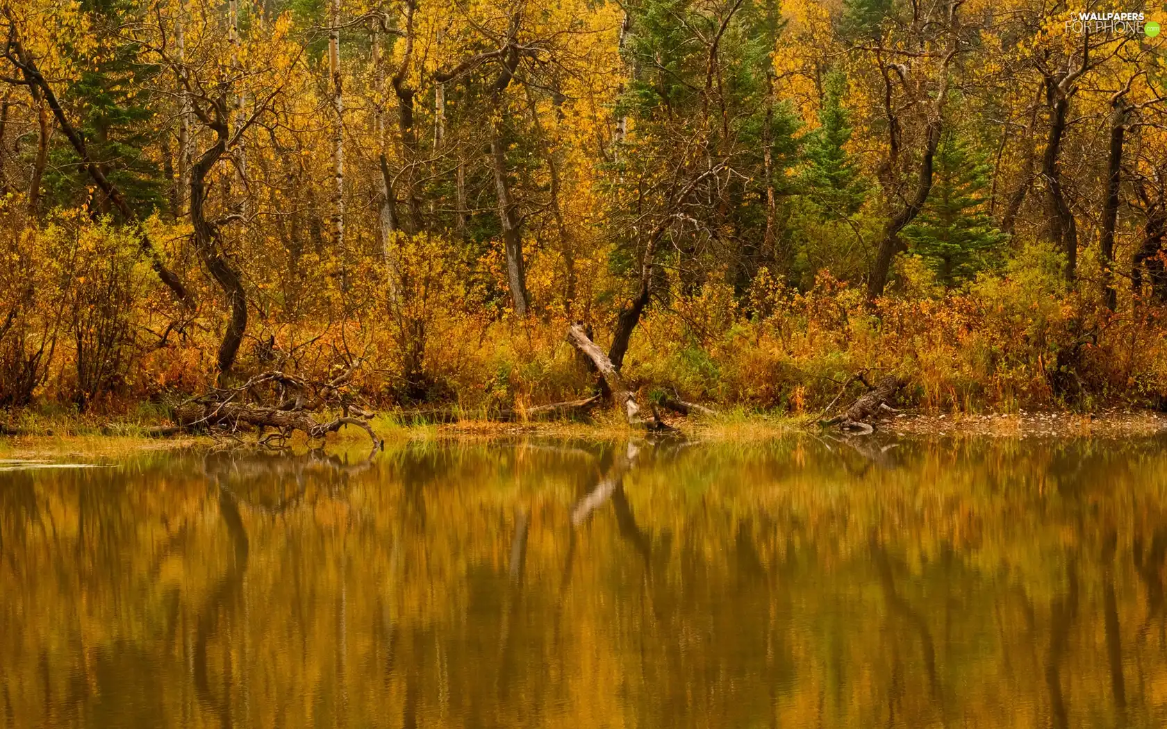 Autumn, viewes, River, trees