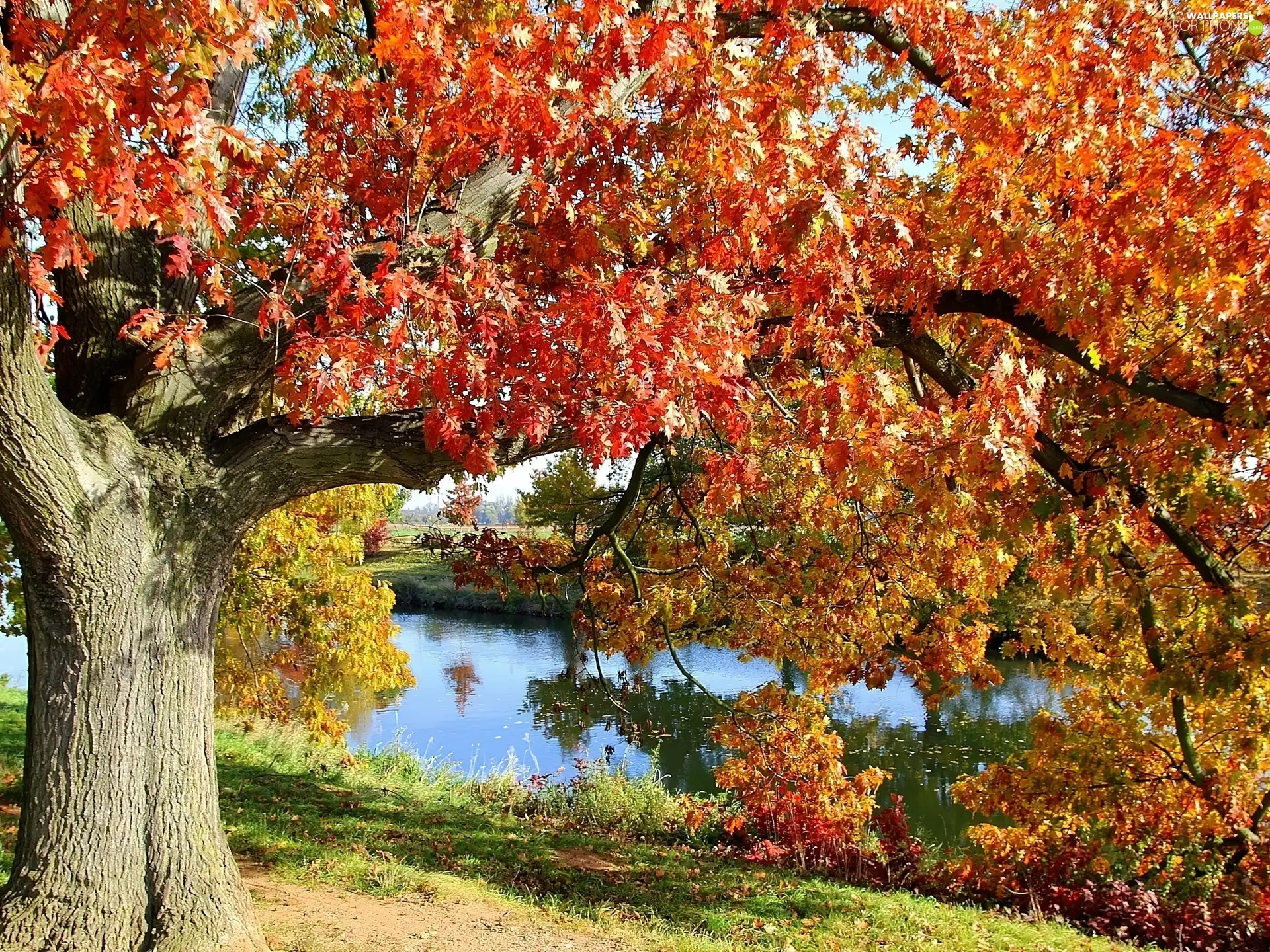 Old car, oak, River, Autumn