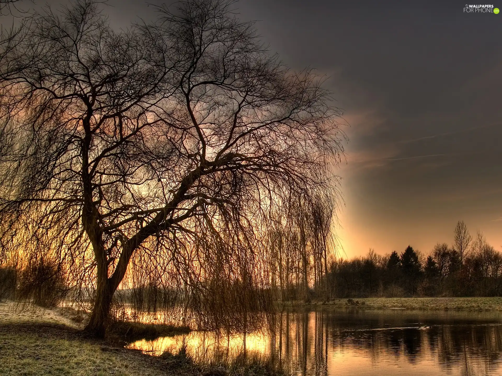 River, trees, evening