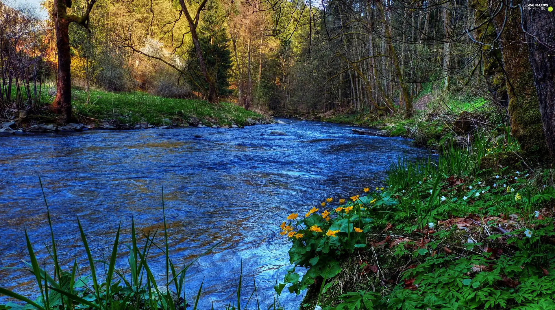 forest, River