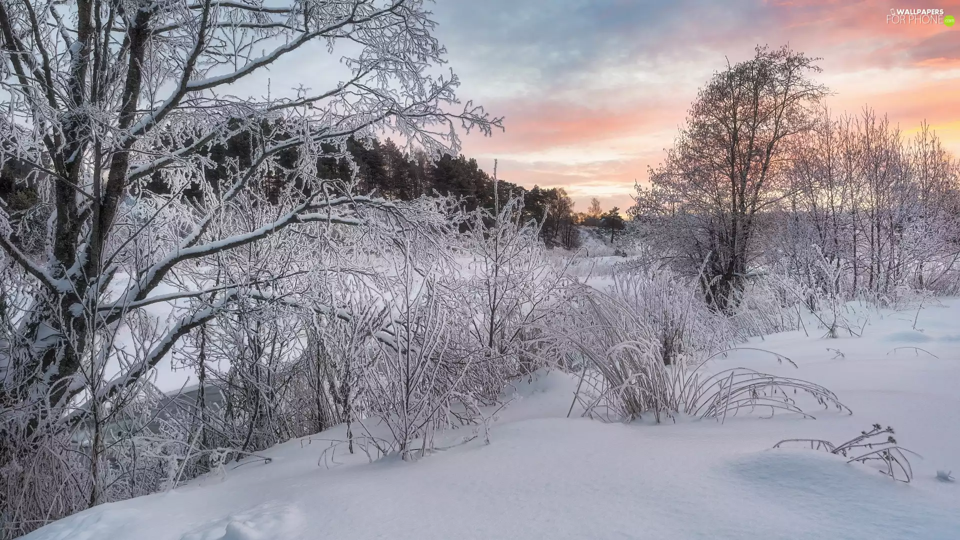 trees, winter, Bush, River, viewes, forest