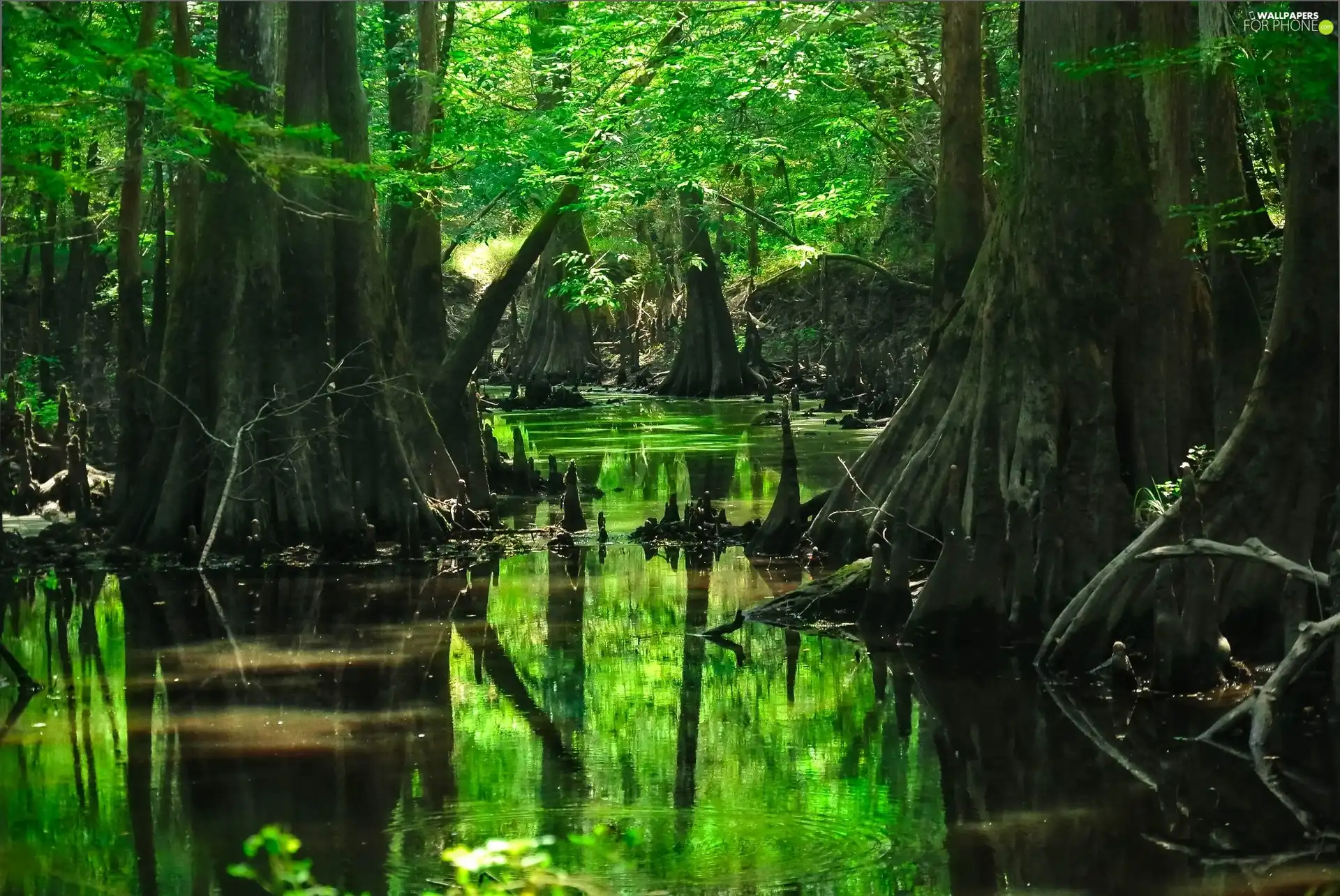 forest, viewes, River, trees