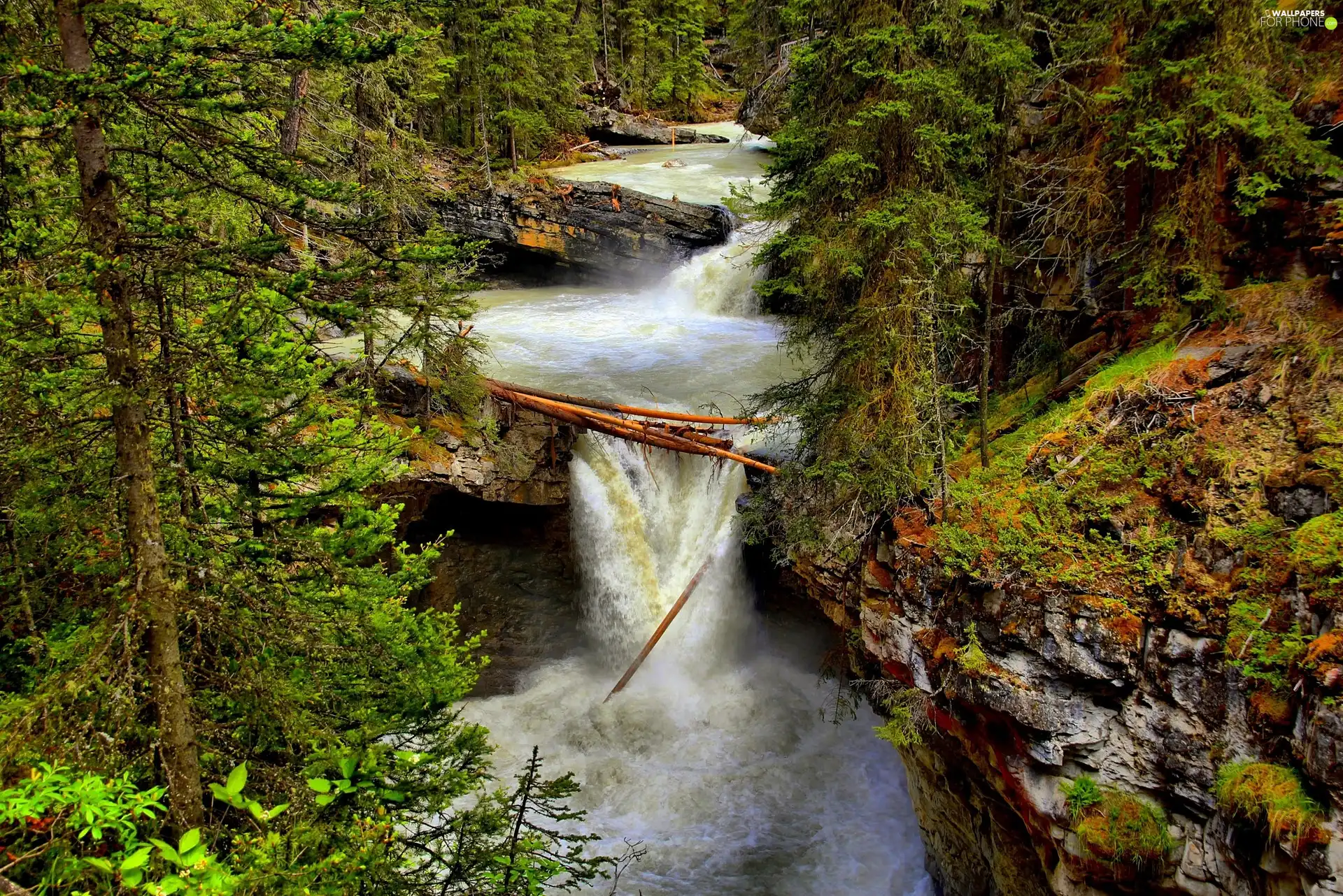 forest, waterfall, River, rocks