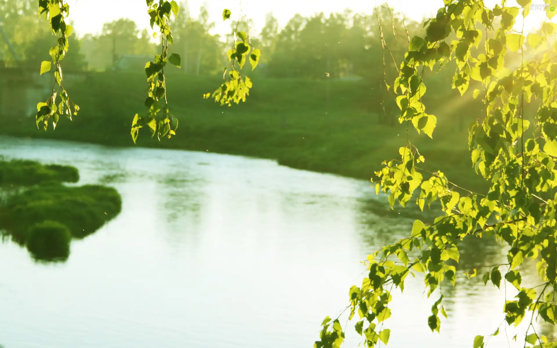 River, Leaf, green