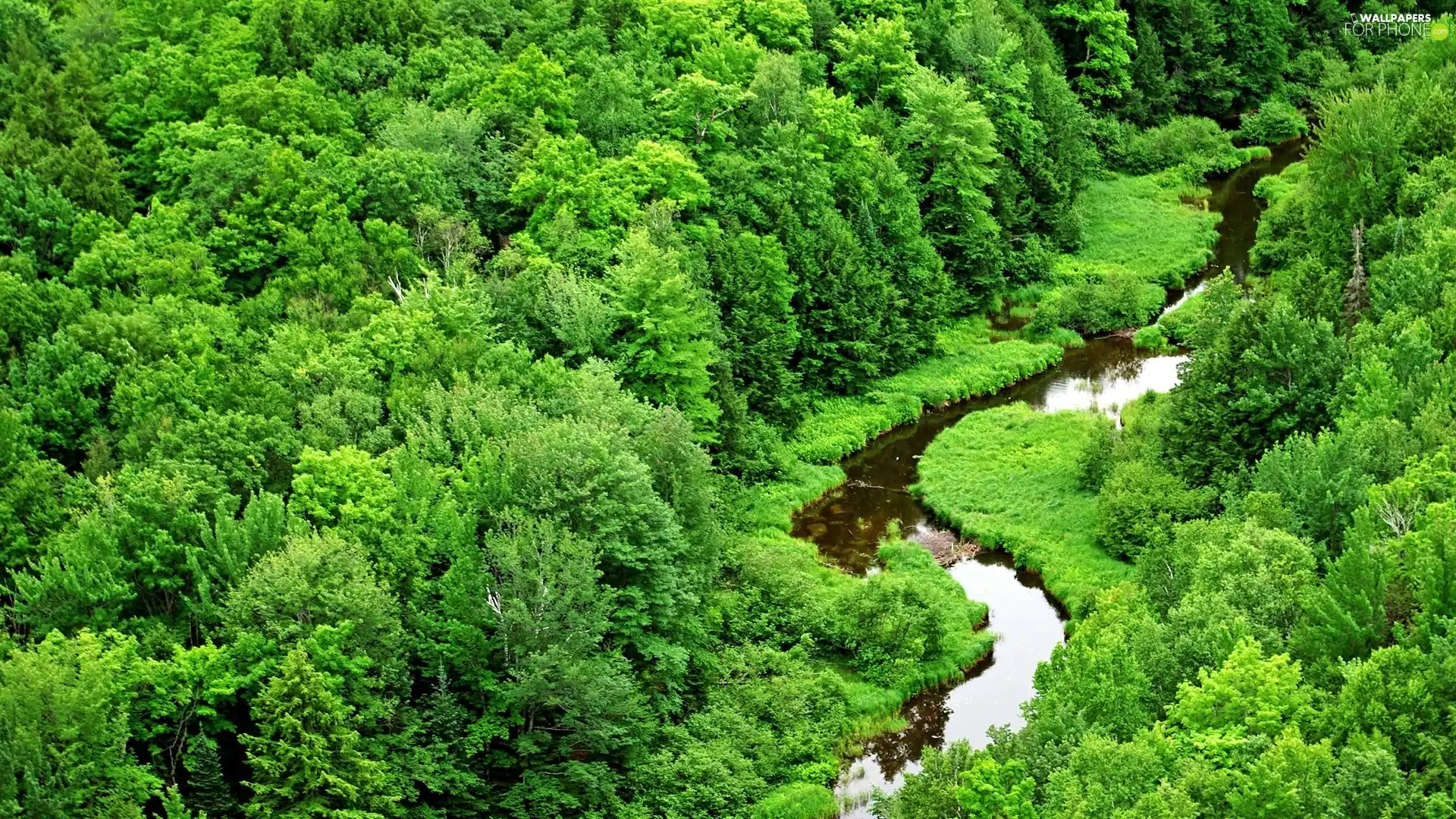 Green, Meandering, River, forest