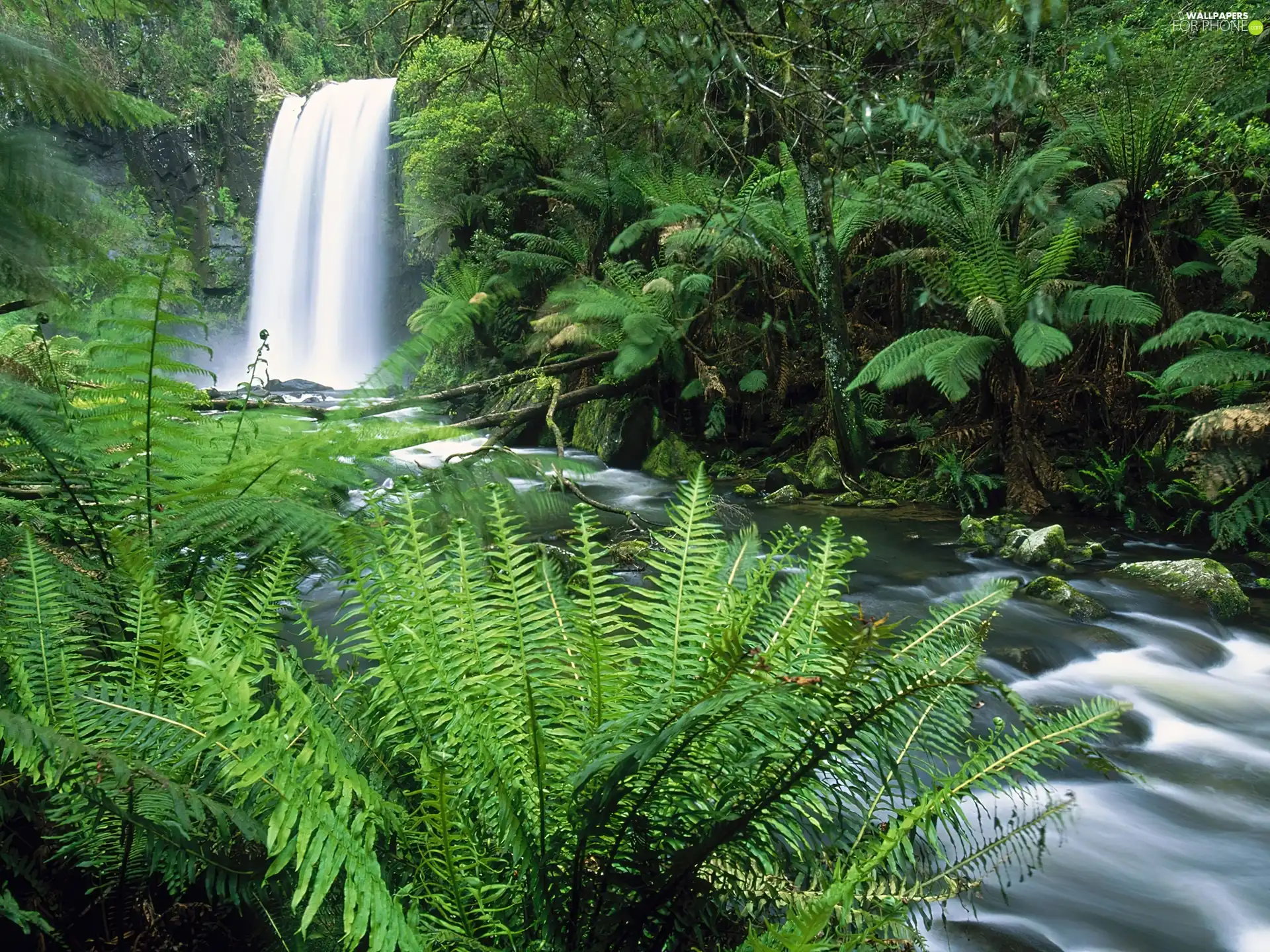 River, landscape, jungle