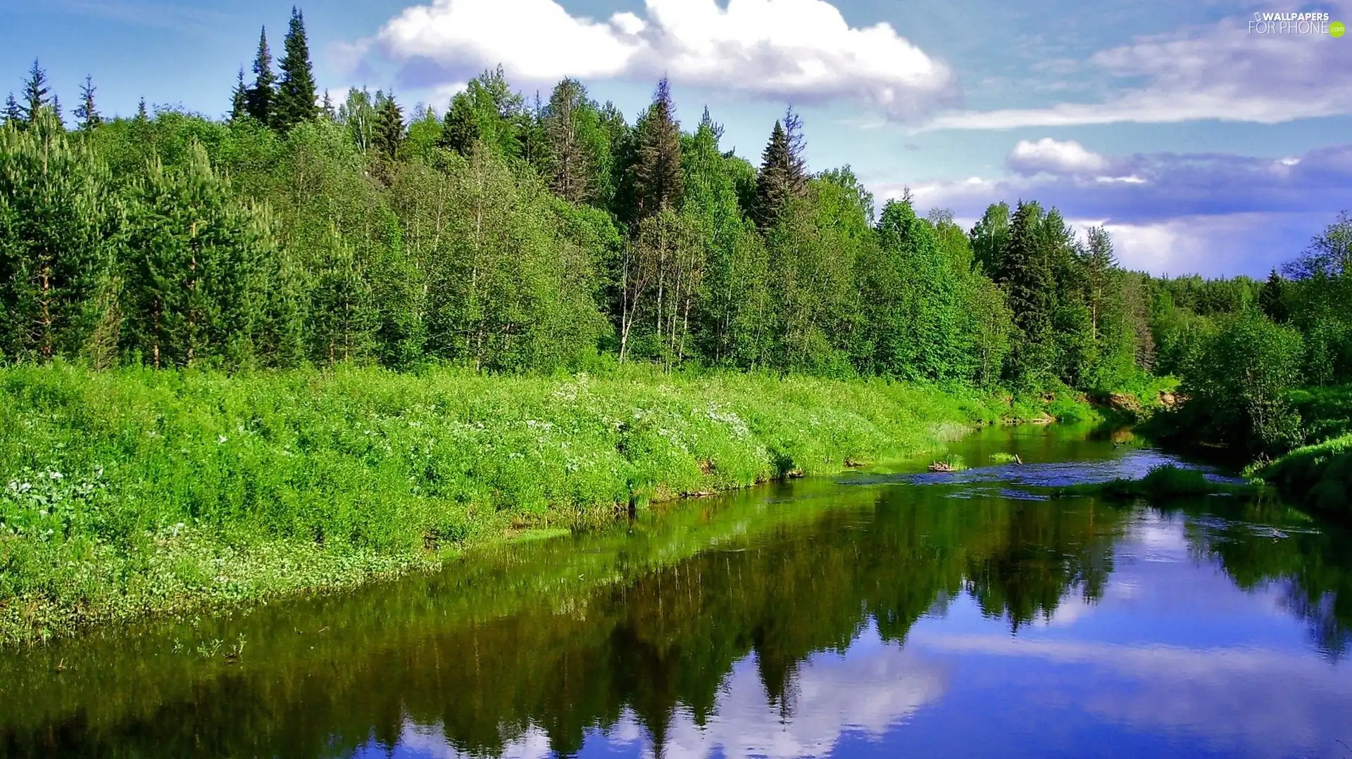 trees, coast, River, viewes