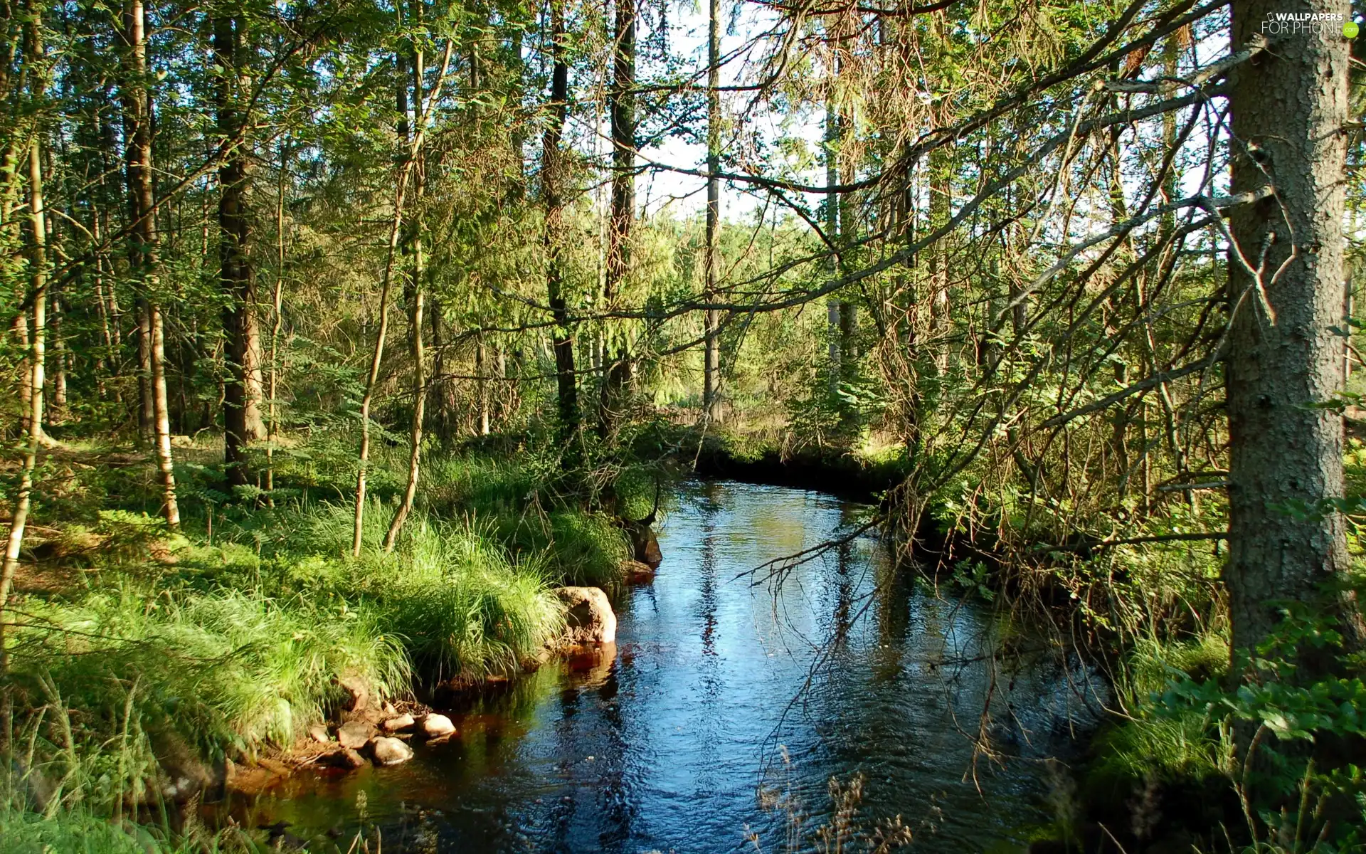 trees, grass, River, viewes