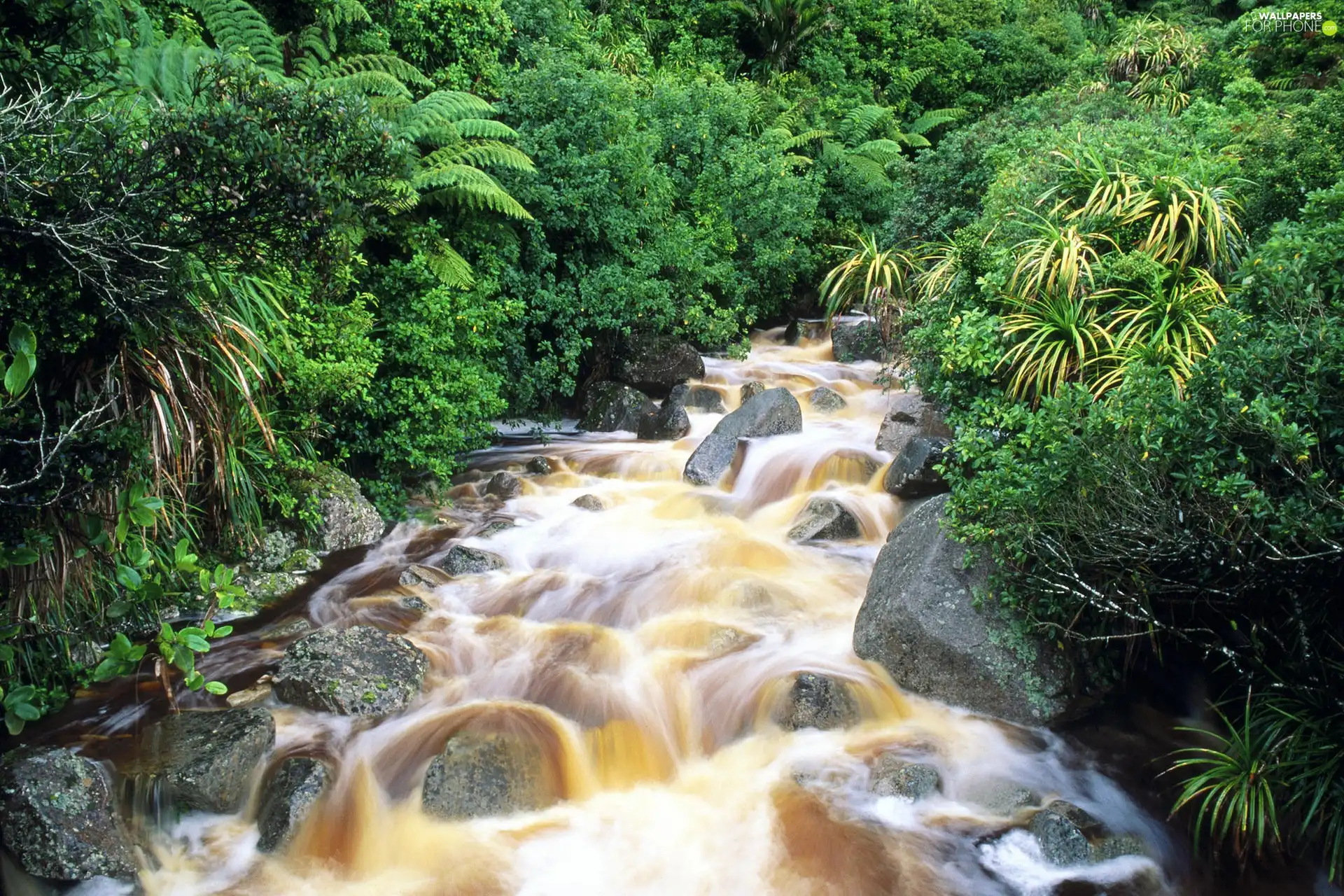 trees, rocks, River, viewes