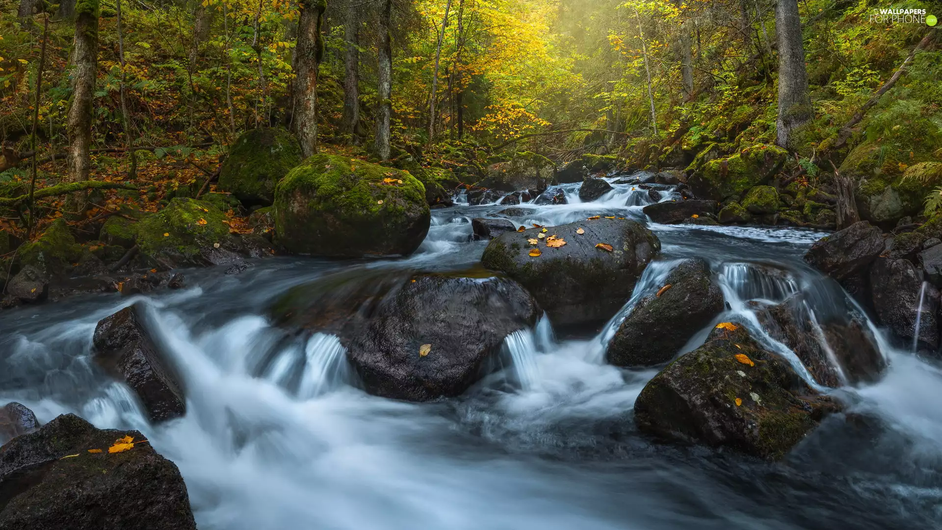 viewes, forest, tear, River, Stones, trees