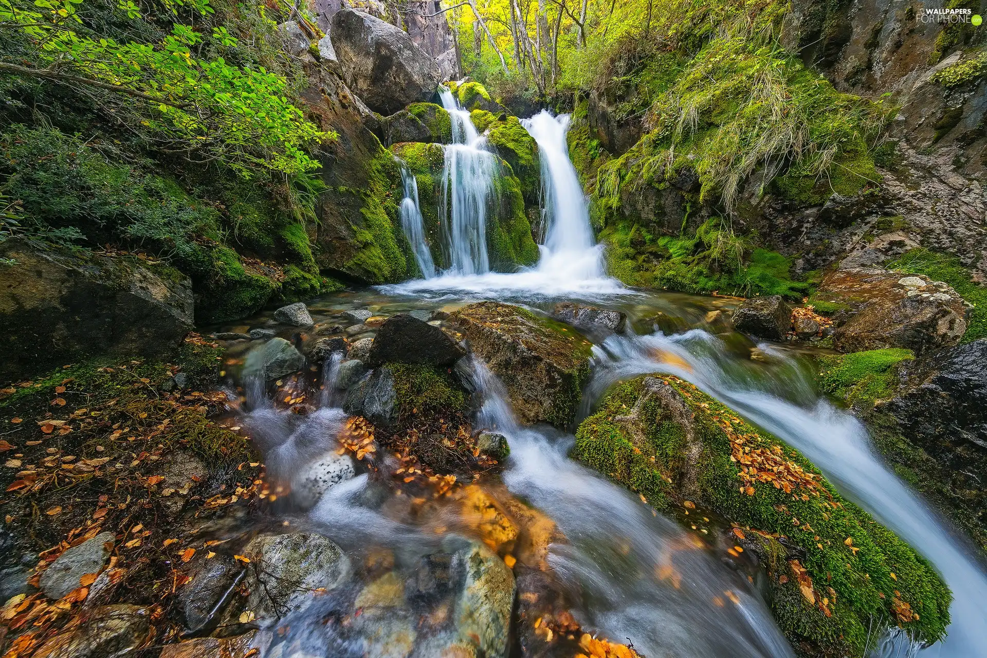 mossy, waterfall, VEGETATION, River, forest, rocks, Leaf