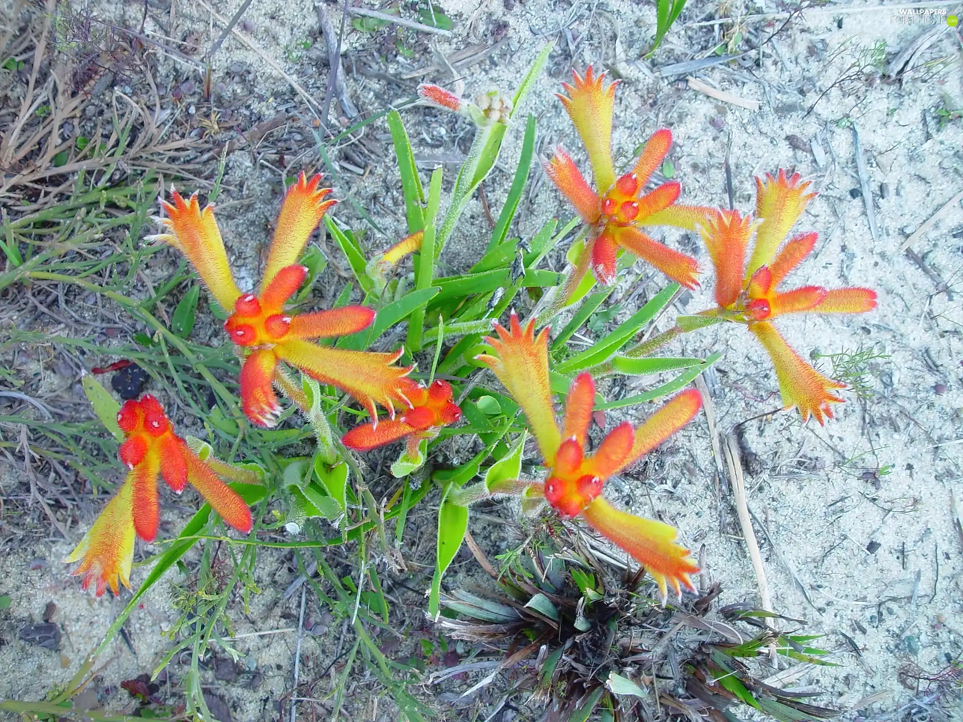 rock, Orange, Flowers