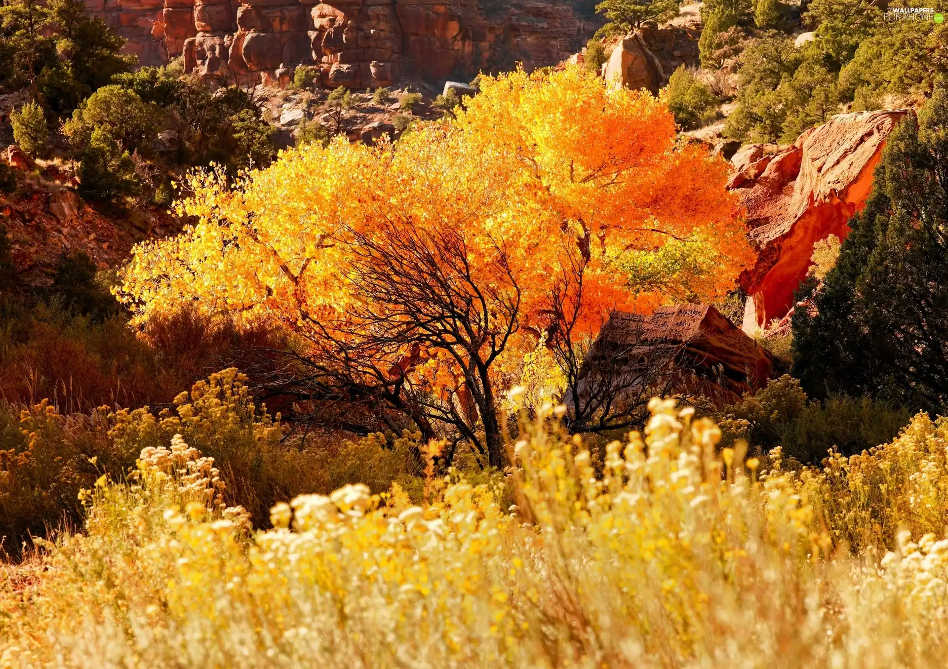 autumn, viewes, rocks, trees