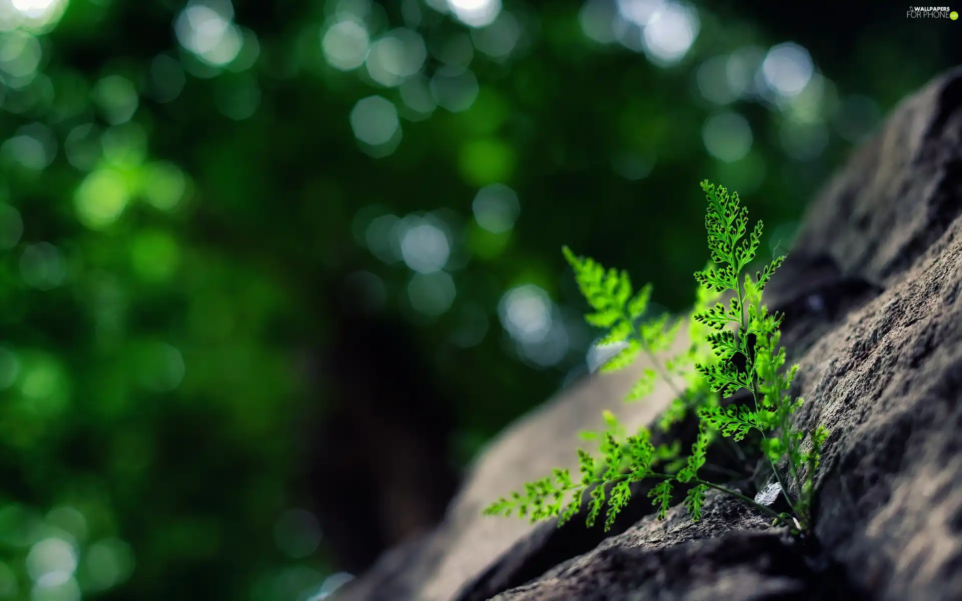 Fern, Rocks