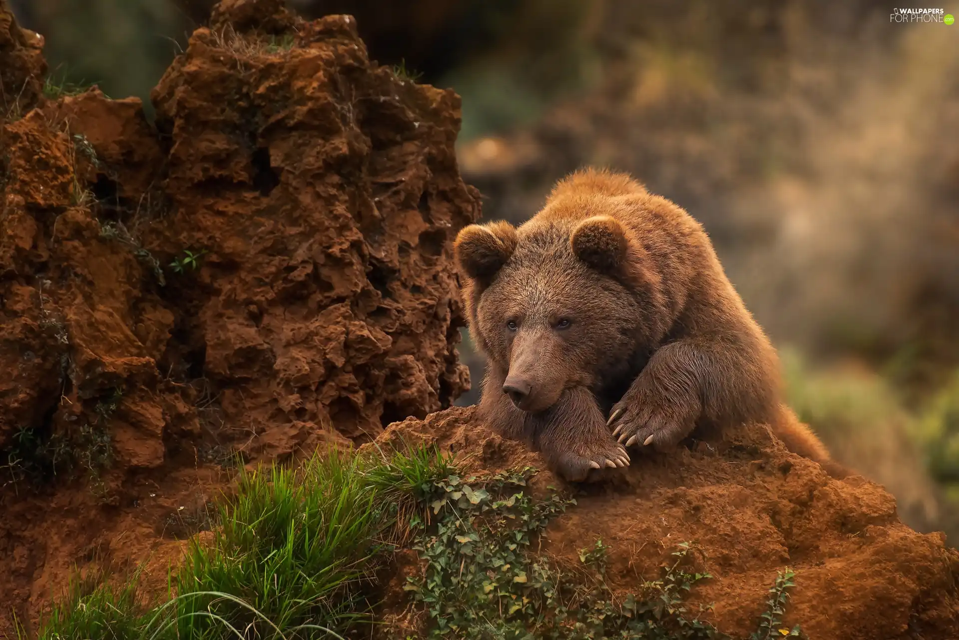 grass, Brown bear, Rocks