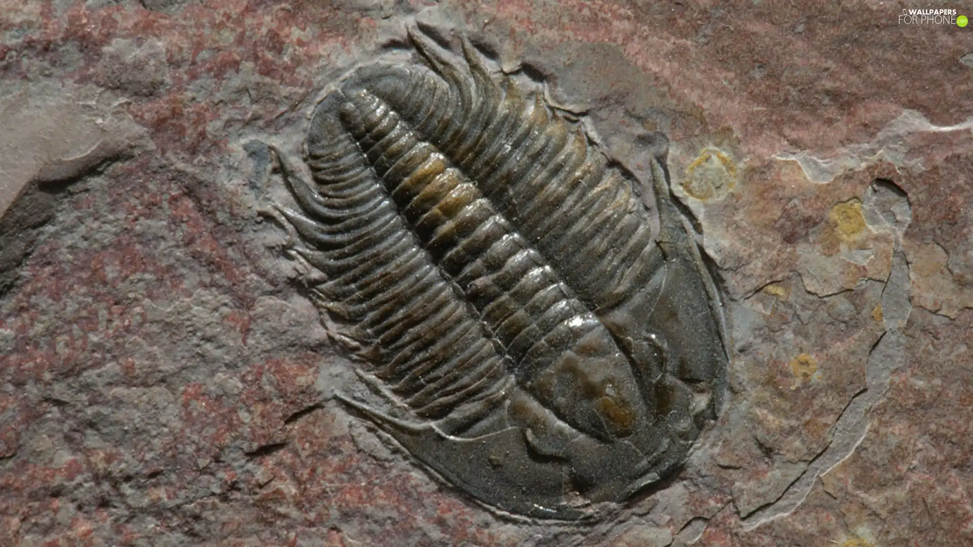 Rocks, PRESSED, Insect