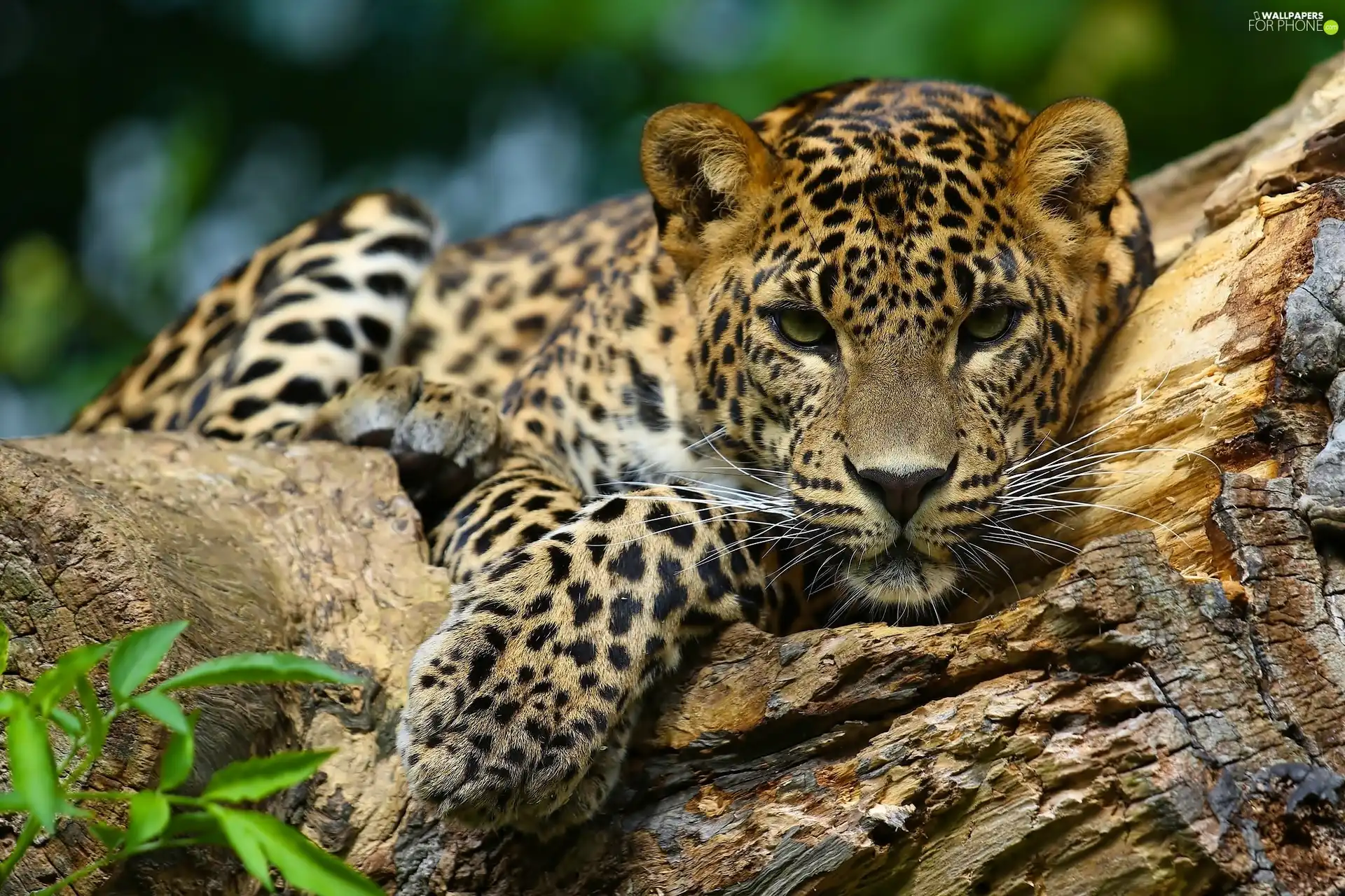 Leopards, Rocks