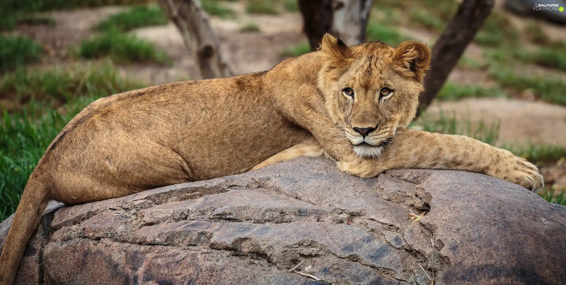 Lioness, Rocks