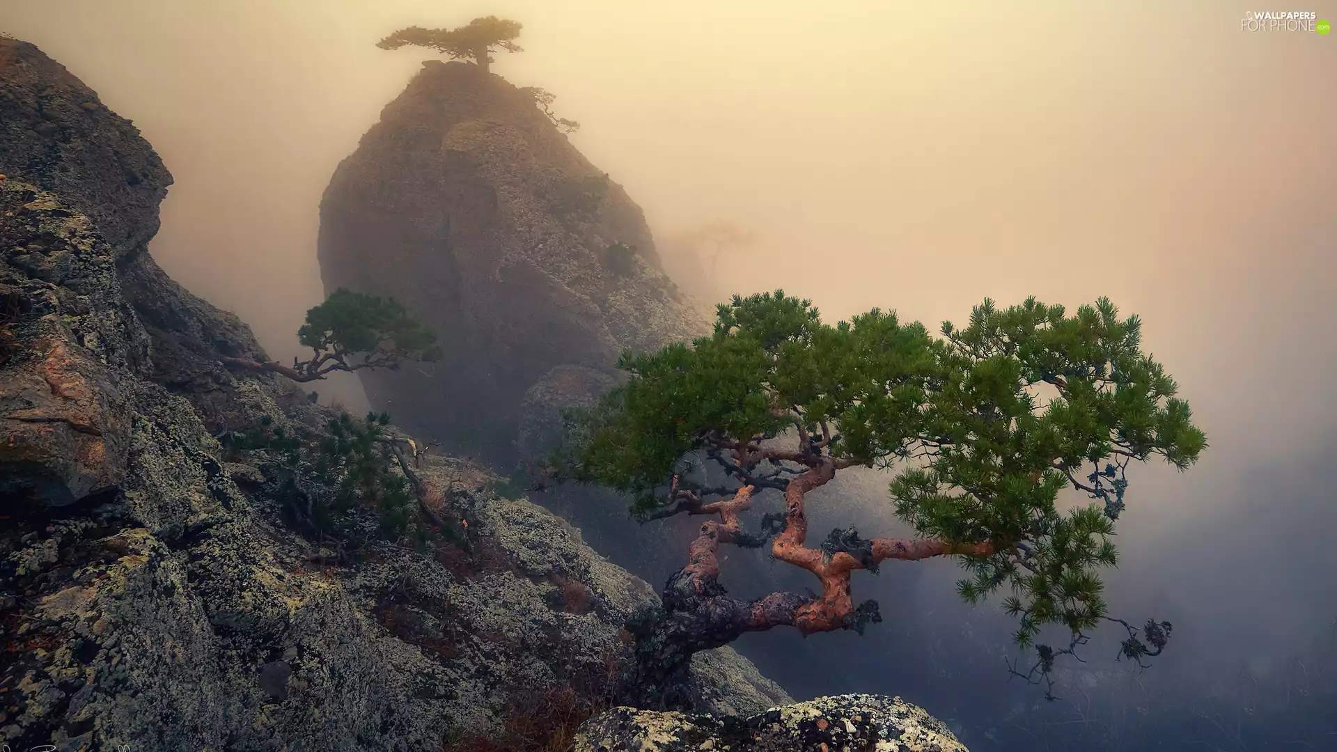 Mountains, pine, Fog, rocks