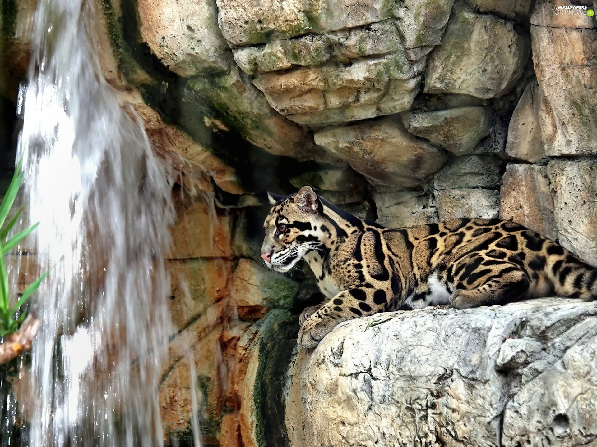ocelot, Rocks