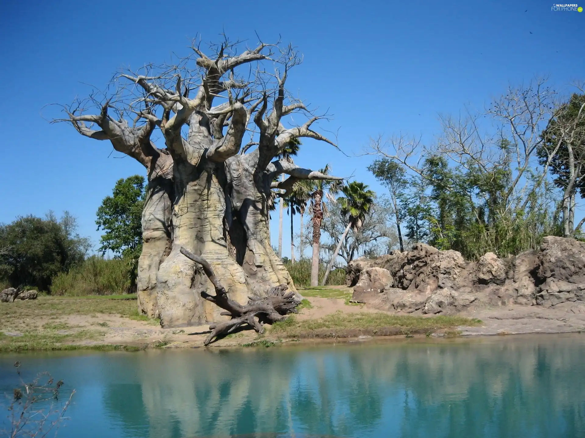 Baobab, trees, Stones rocks, Sky, River, viewes