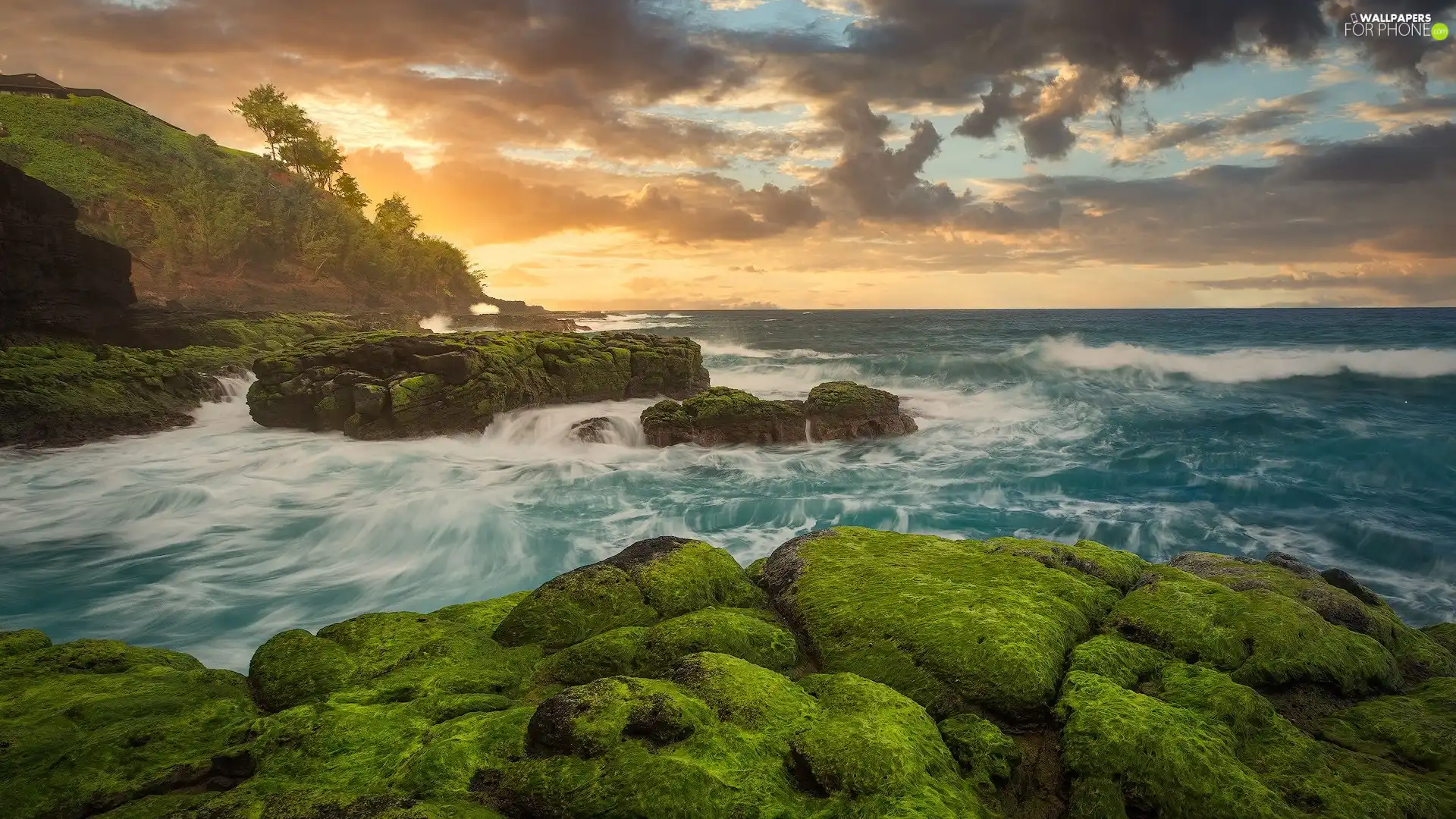 mossy, Coast, trees, rocks, sea, Stones, viewes