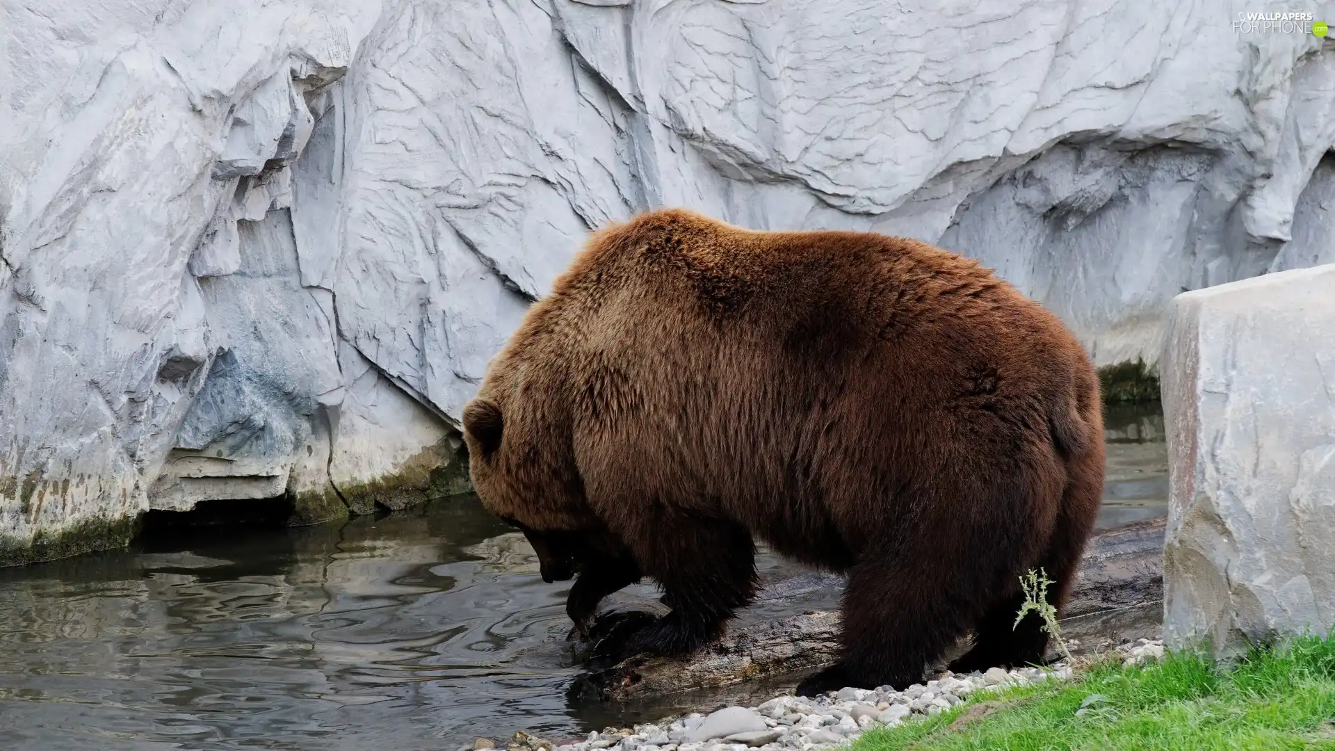 water, Brown bear, rocks