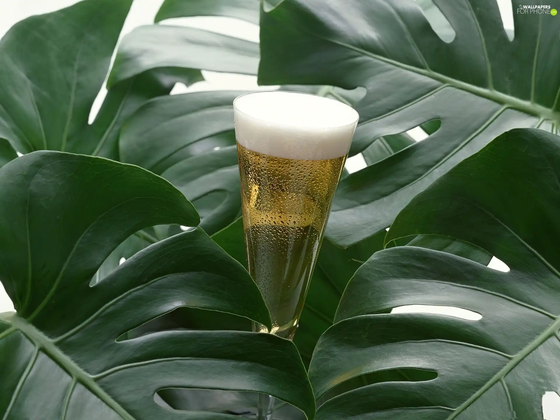 glass, Leaf, Rododendronu, champagne