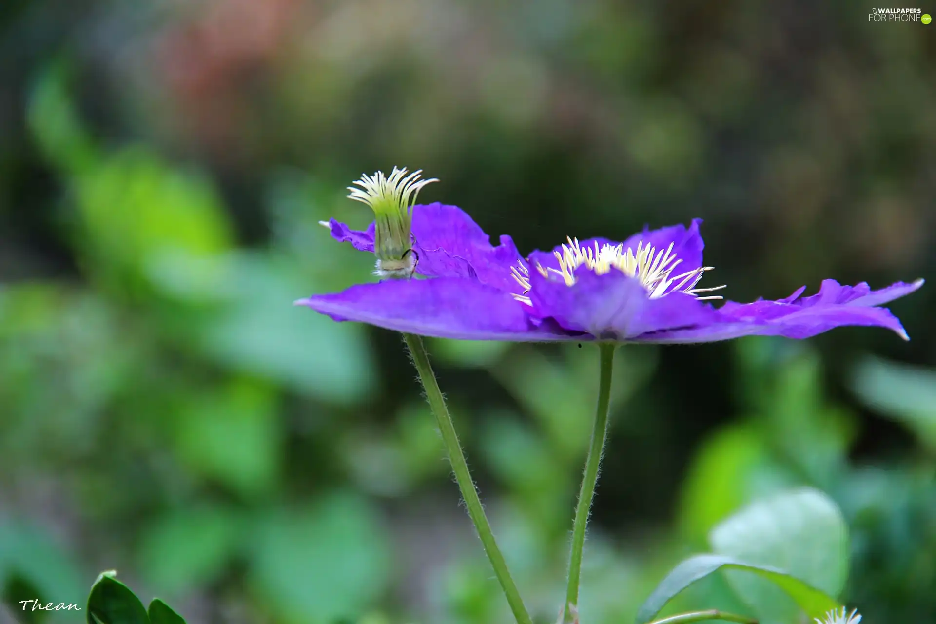 Violet, White, rods, Colourfull Flowers