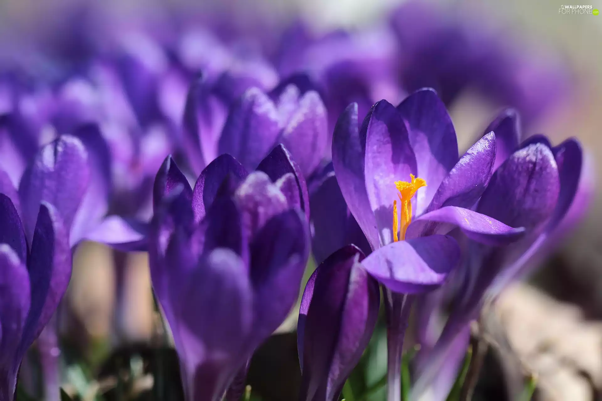 rods, purple, crocuses