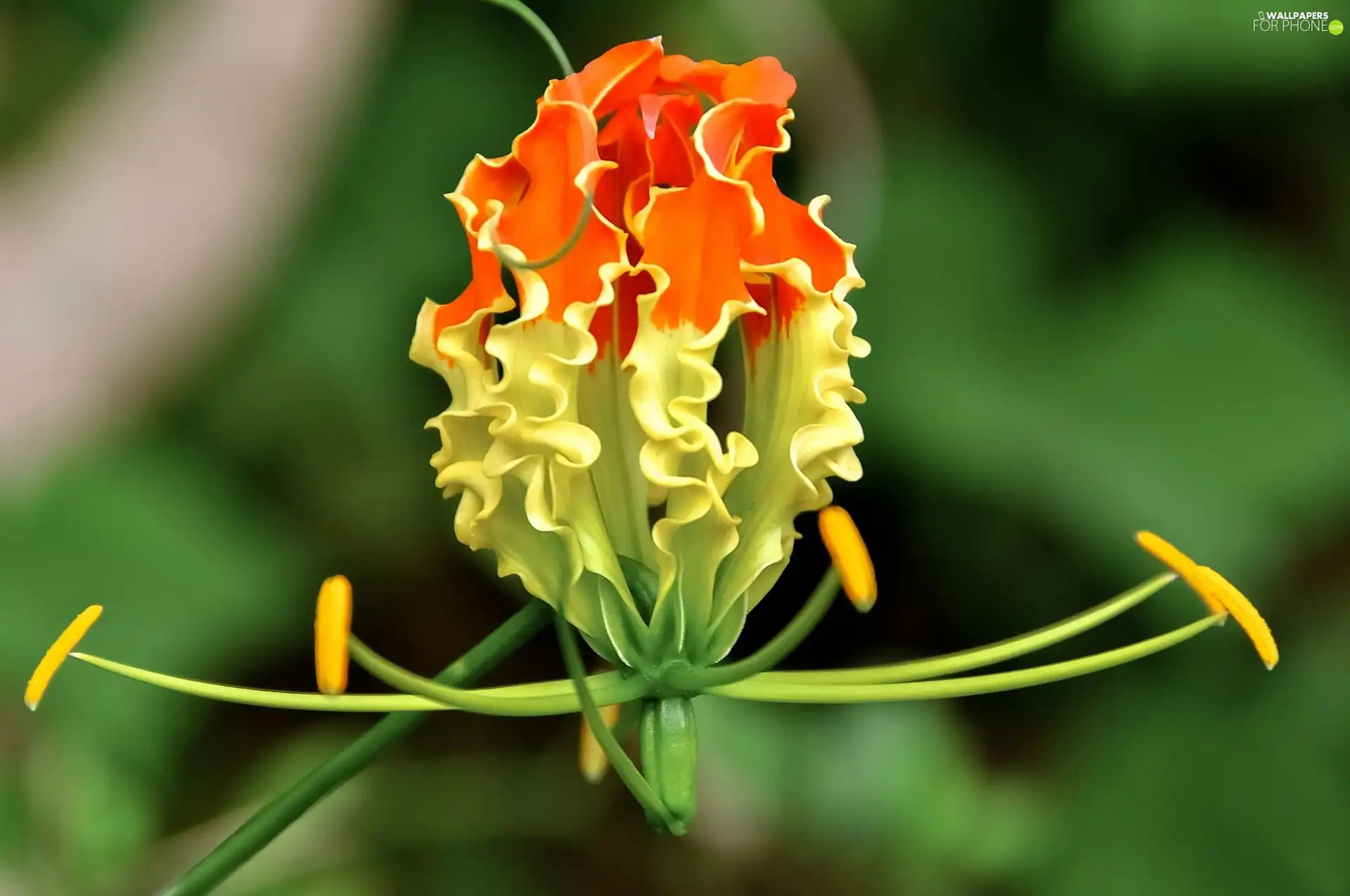 Colourfull Flowers, Gloriosa, rods