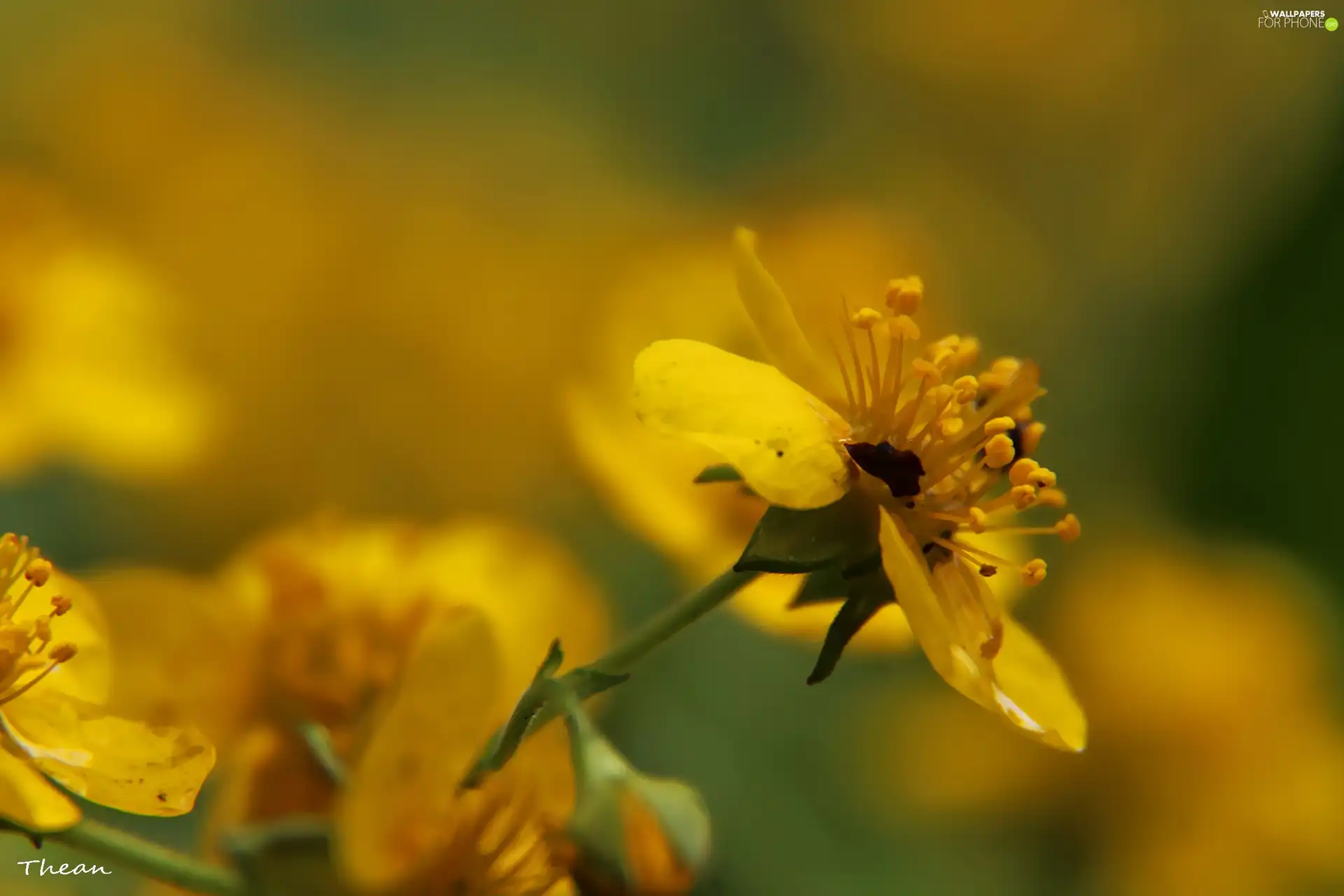 rods, Yellow, Flowers