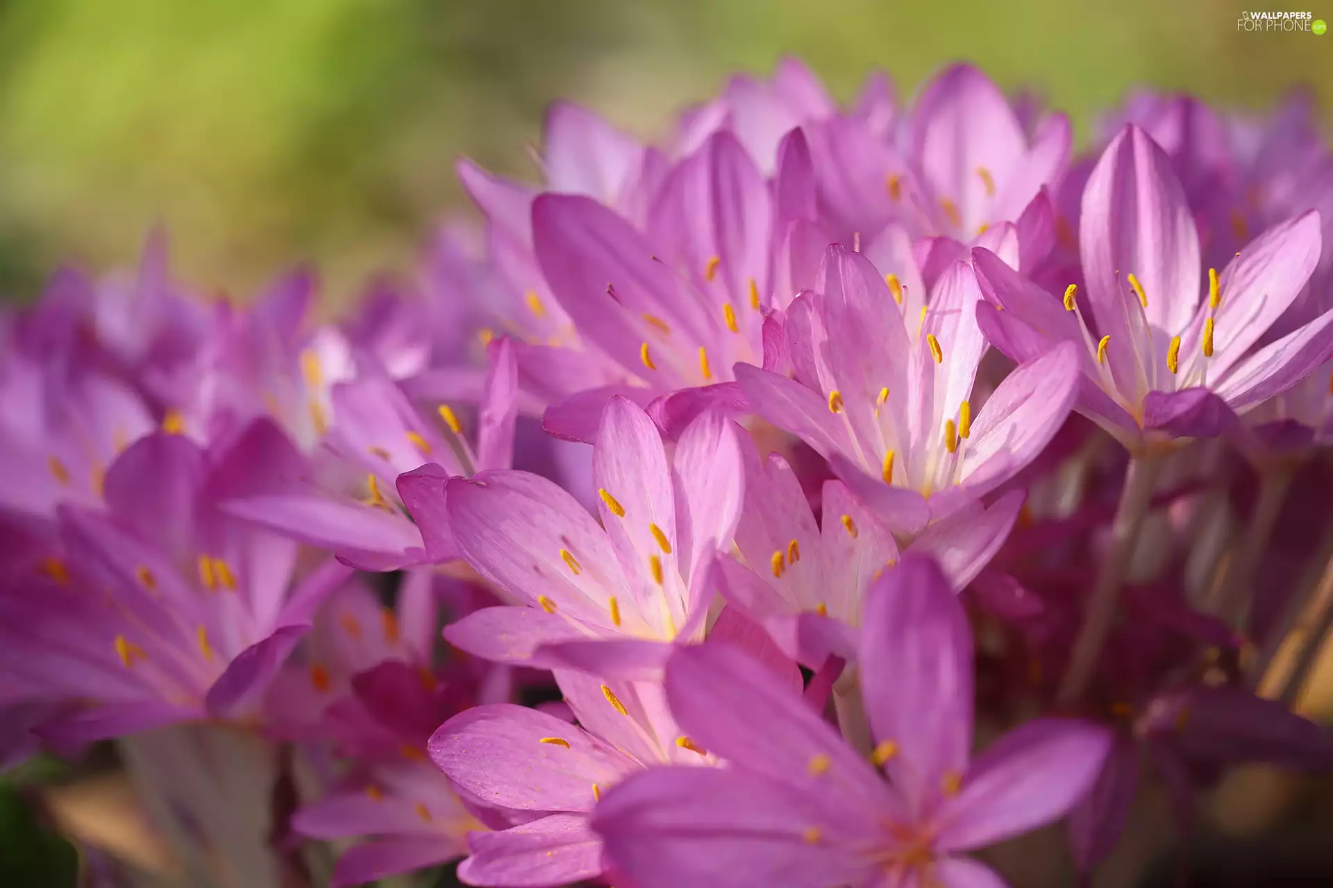 Yellow, rods, purple, Flowers, colchicums