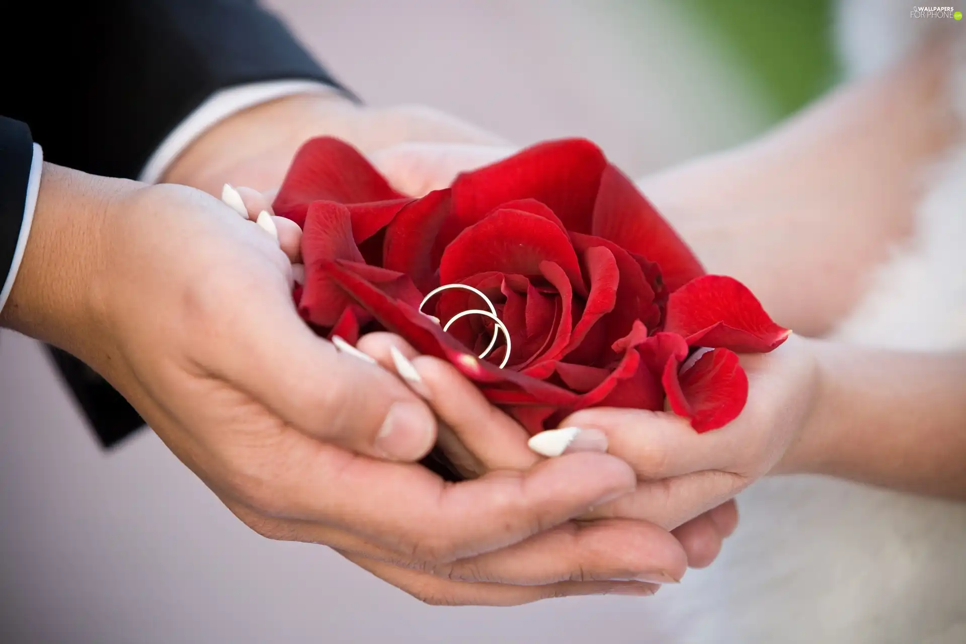 Women, hands, rose, a man