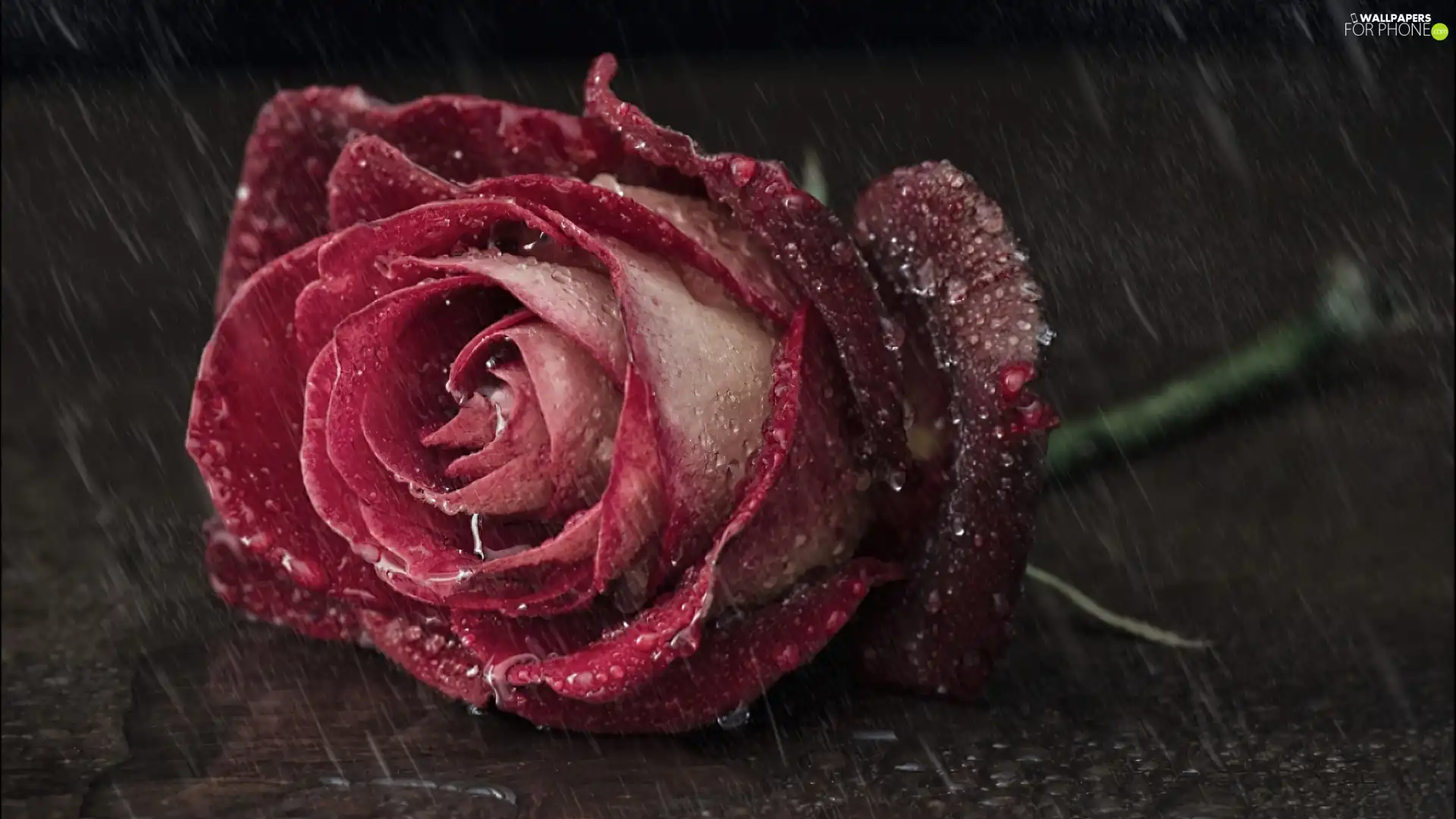 Beauty, rose
