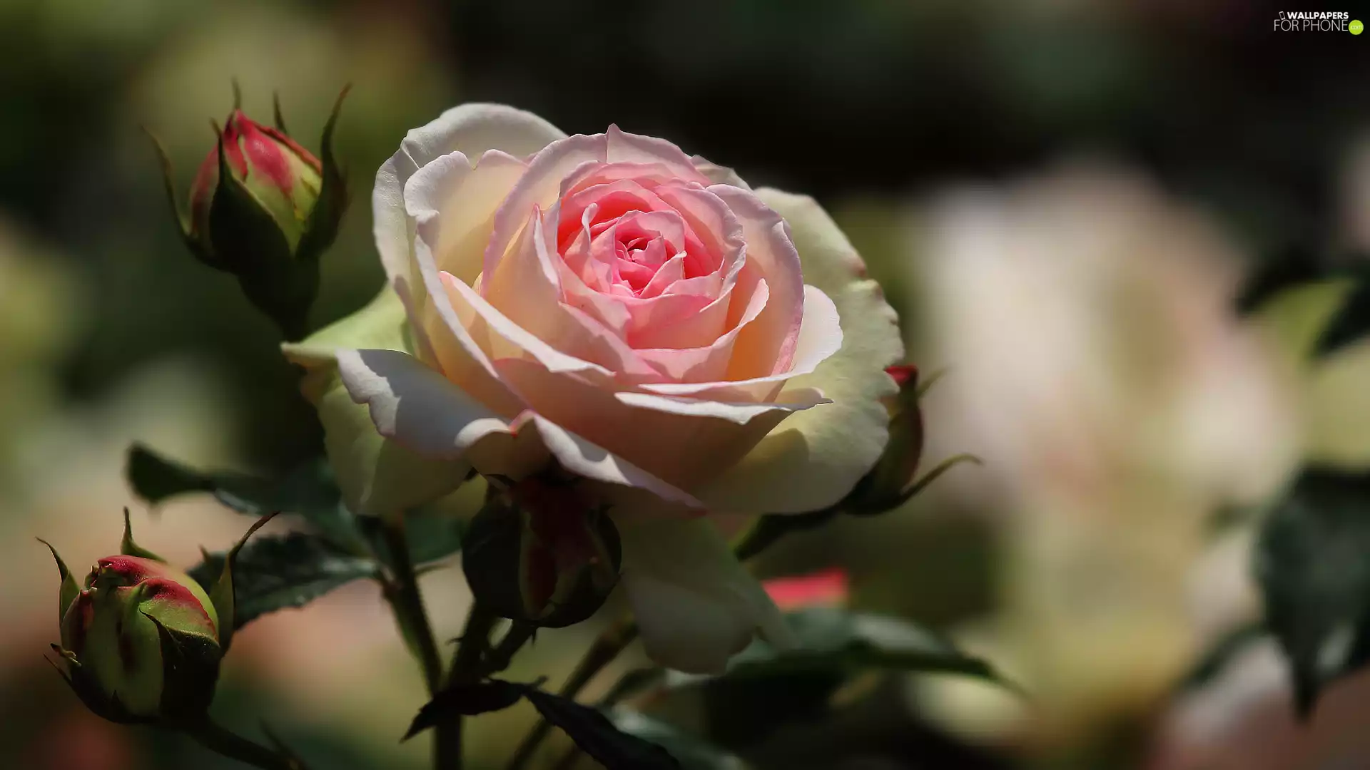 Blooming, bud, rapprochement, rose